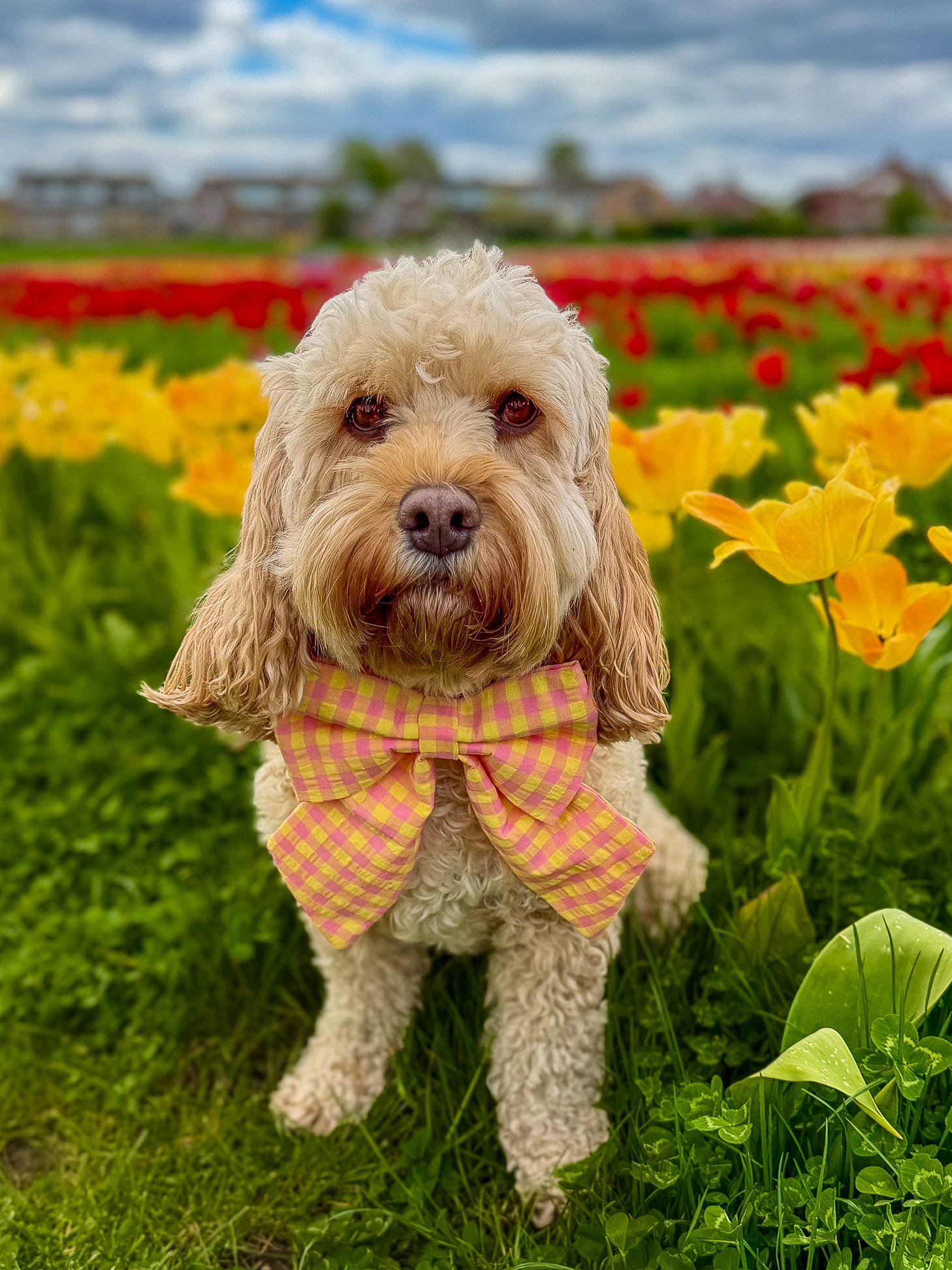 Picnic Pals - Peach Gingham Sailor Bow