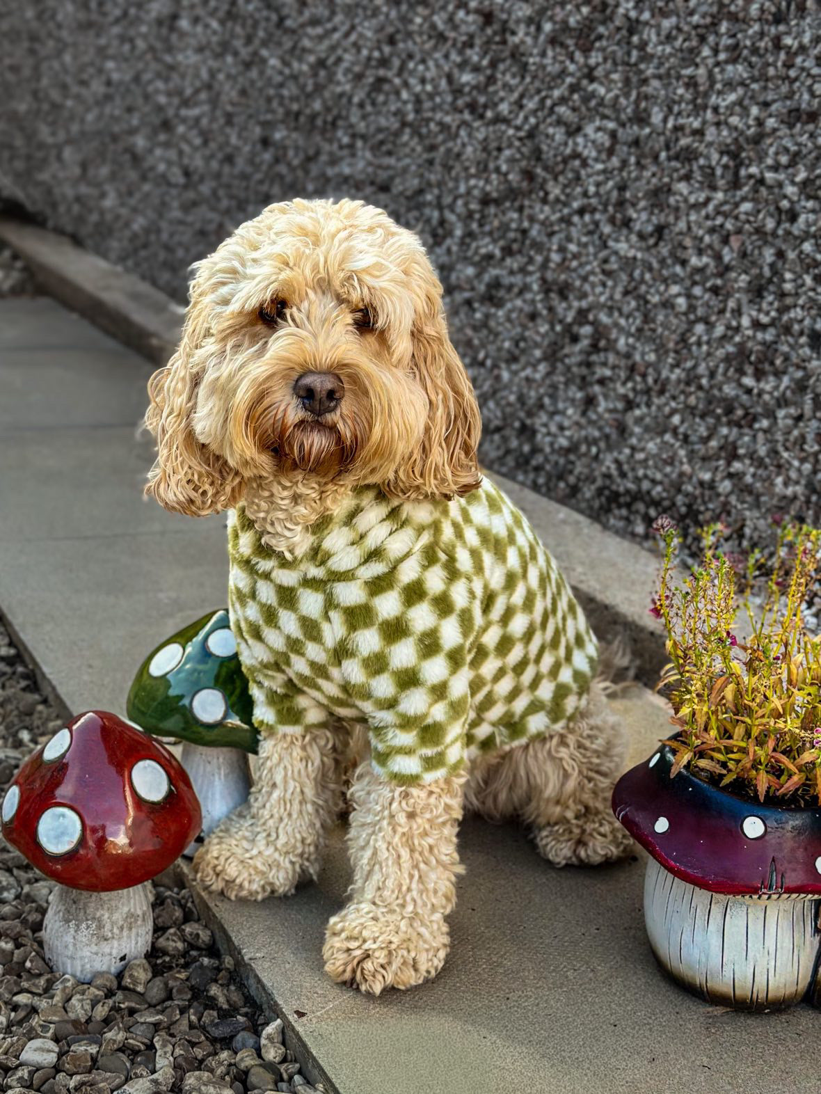 Cosy, Cute & Checkered Hoodie