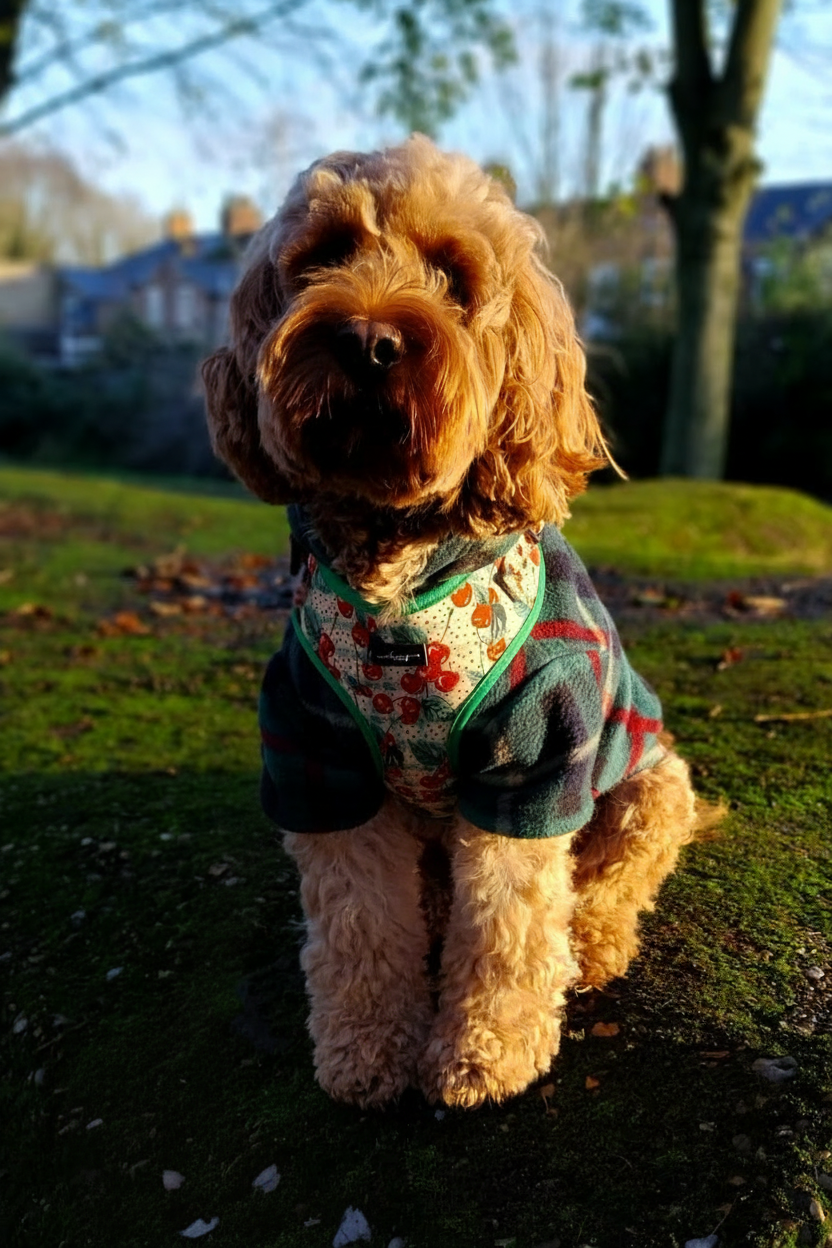 Cherry Christmas Adjustable Neck Harness