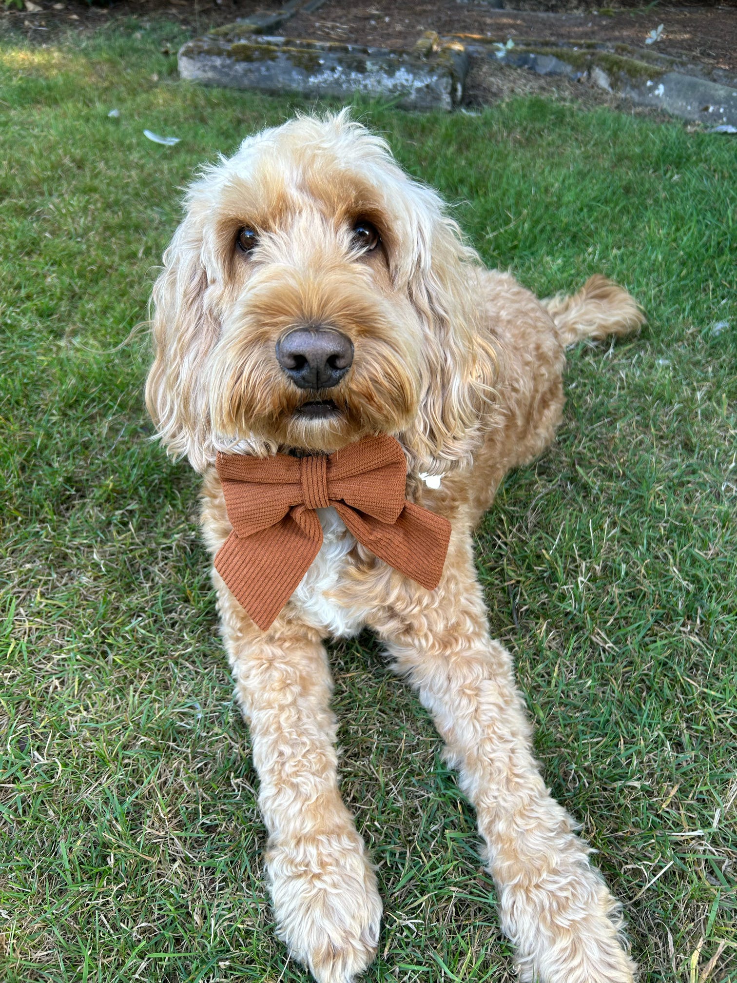 Cord & Co. - Brown Corduroy Sailor Bow