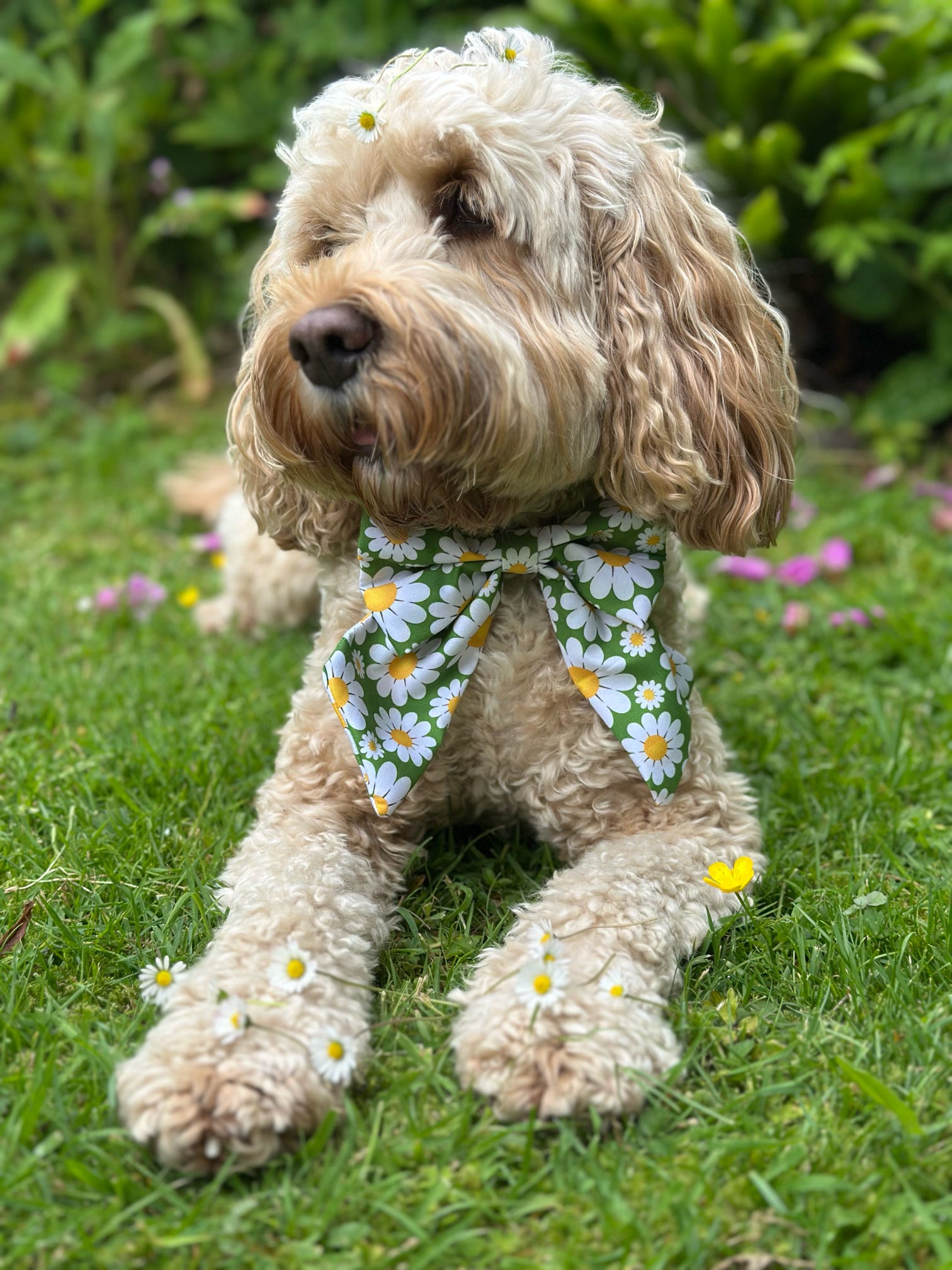 Sunshine & Sniffs: Daisy Chain Sailor Bow