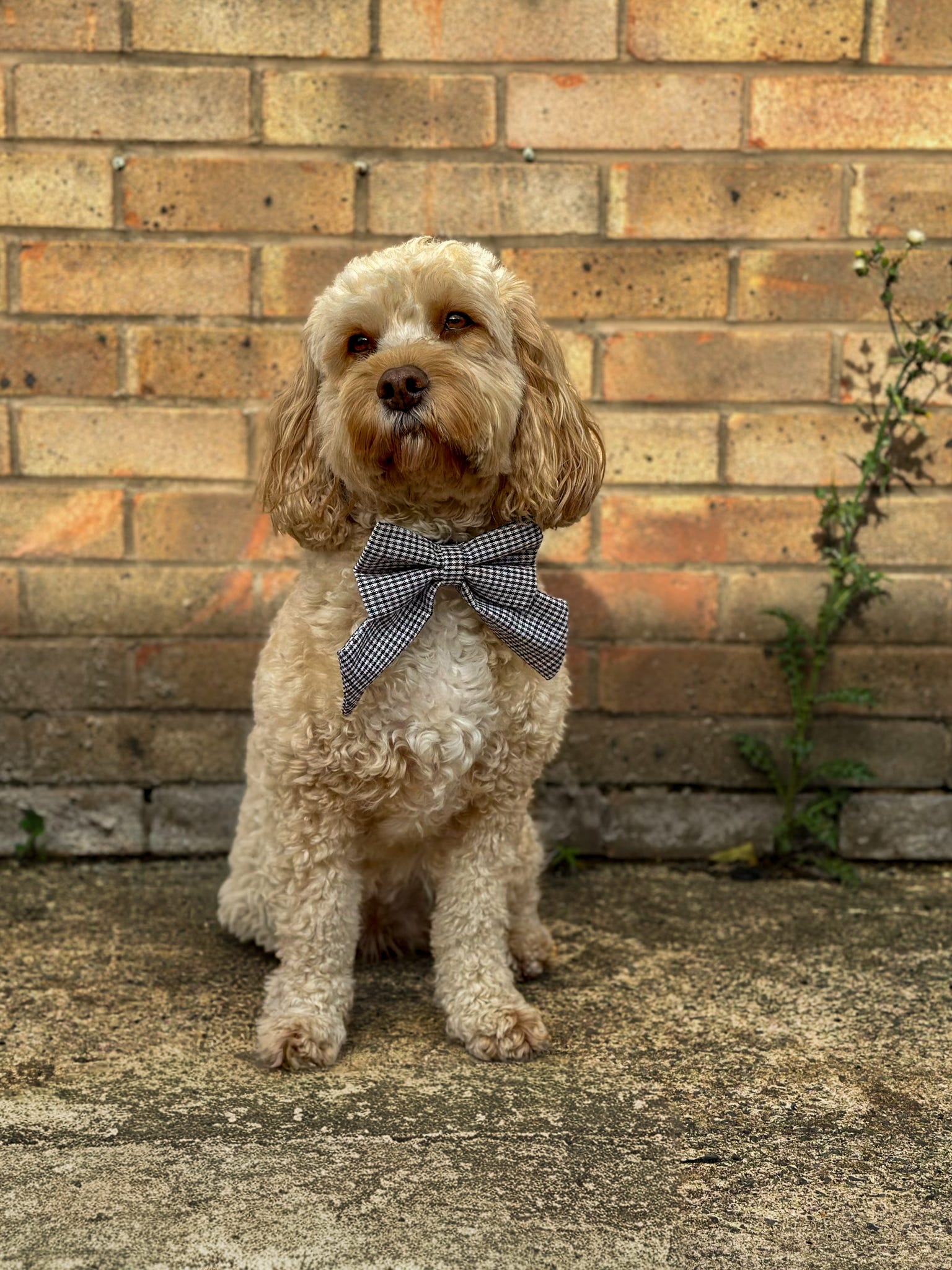 Heritage Hound Sailor Bow - Brown Cream