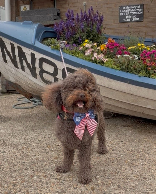 Ahoy Matey! Dog Sailor Bow