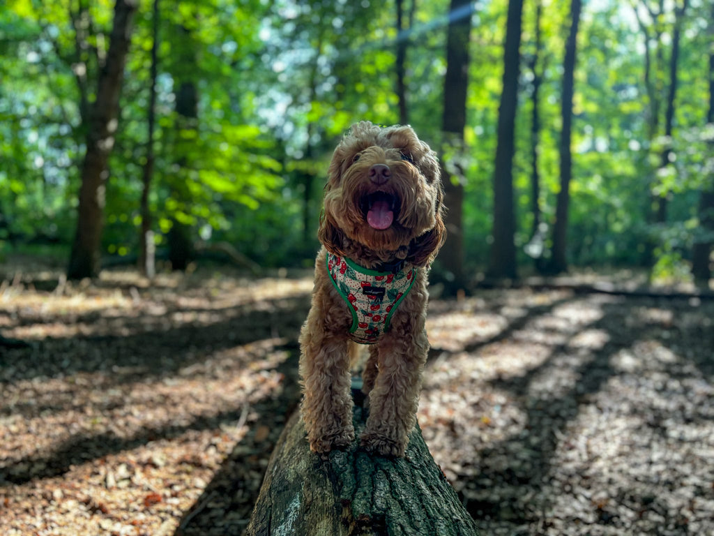 Cherry Christmas Adjustable Neck Harness