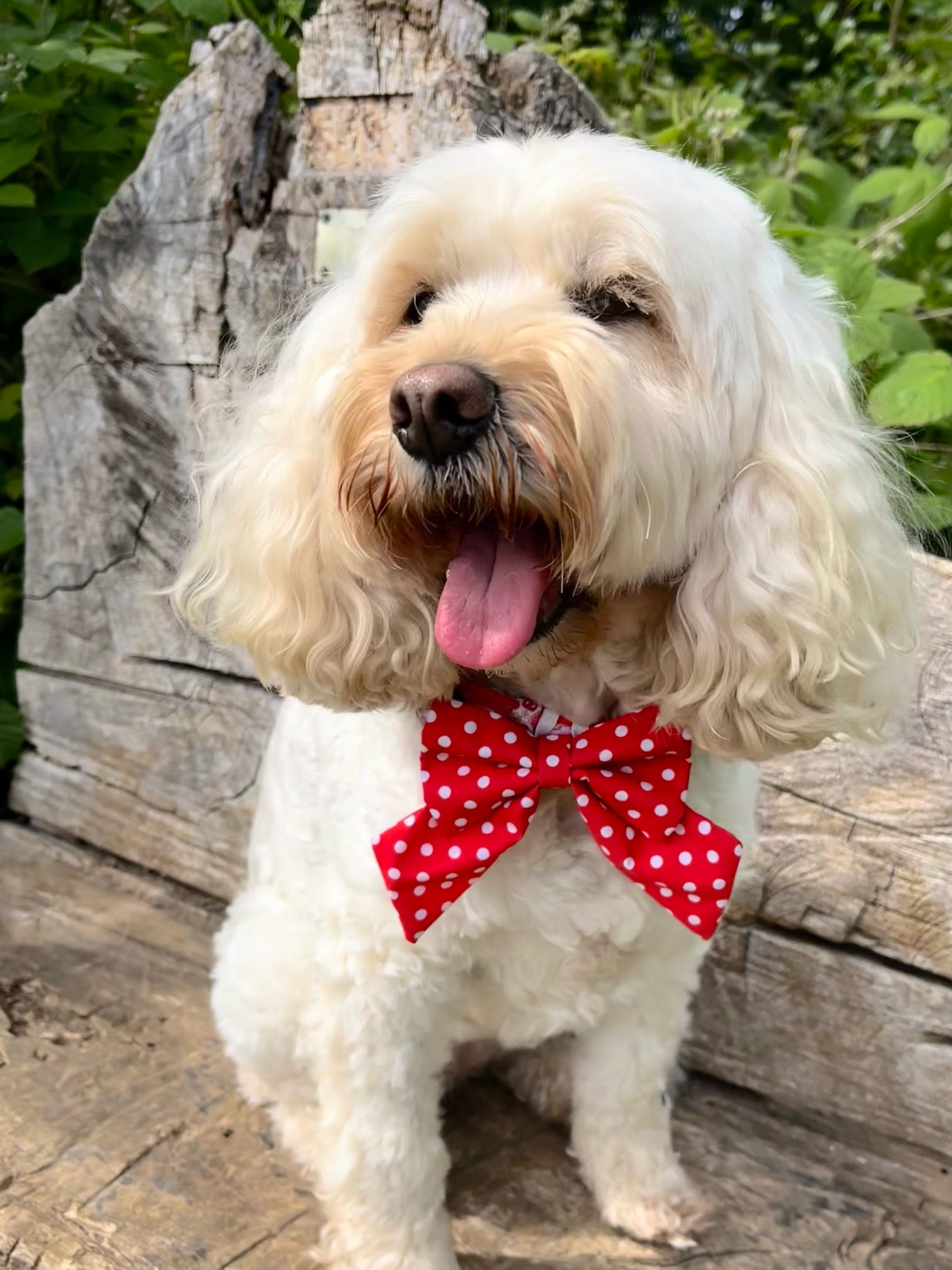 Red Polka Dot Sailor Bow