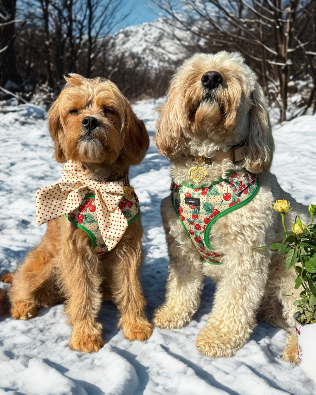 Cherry Christmas Adjustable Neck Harness