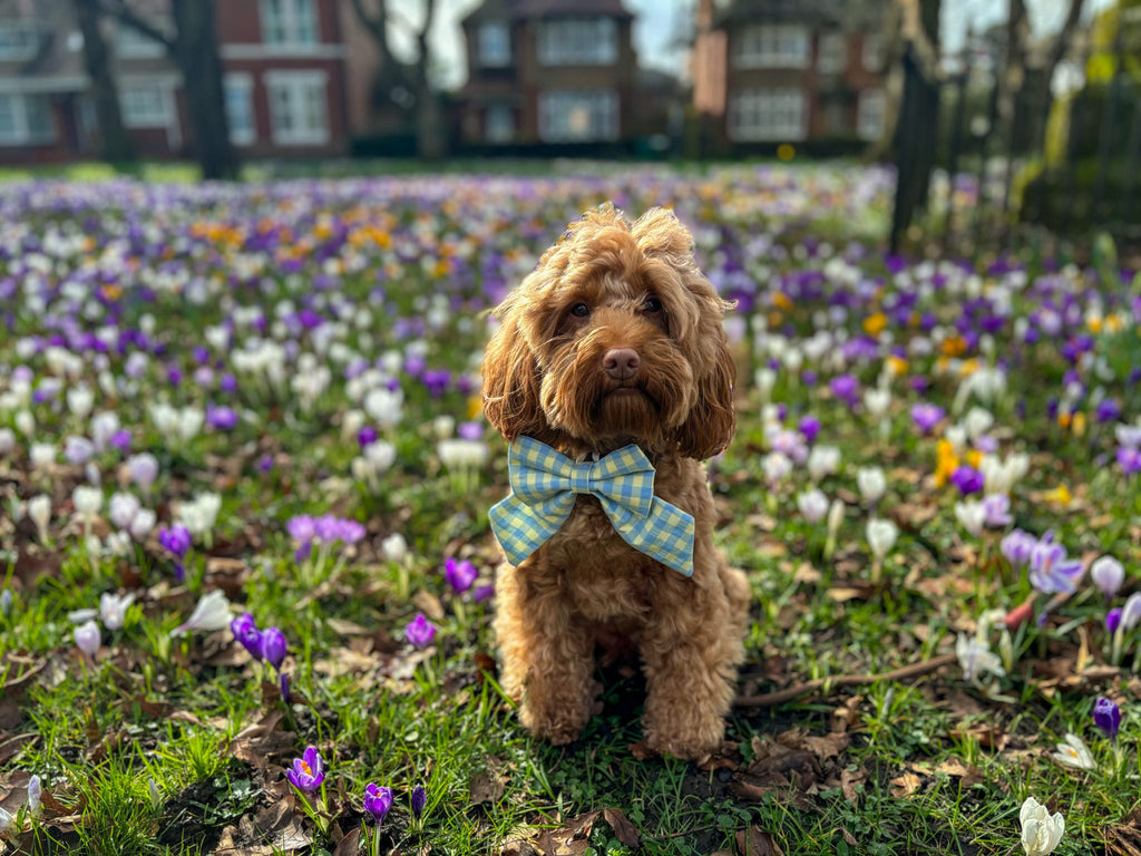 Picnic Pals - Bluebell Gingham Sailor Bow