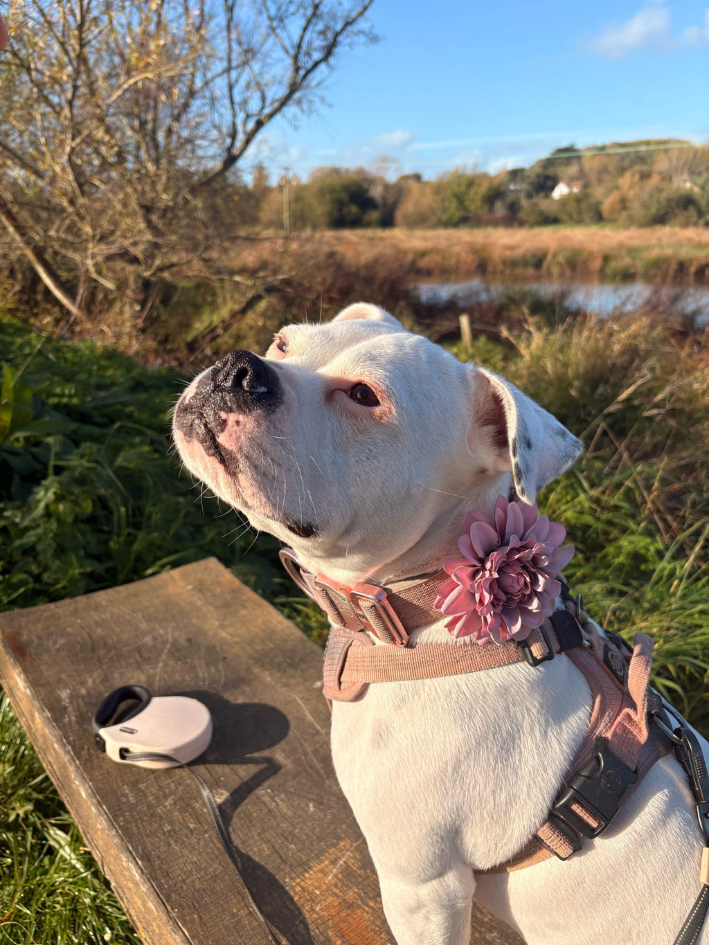 Winter Paws Collar Flower