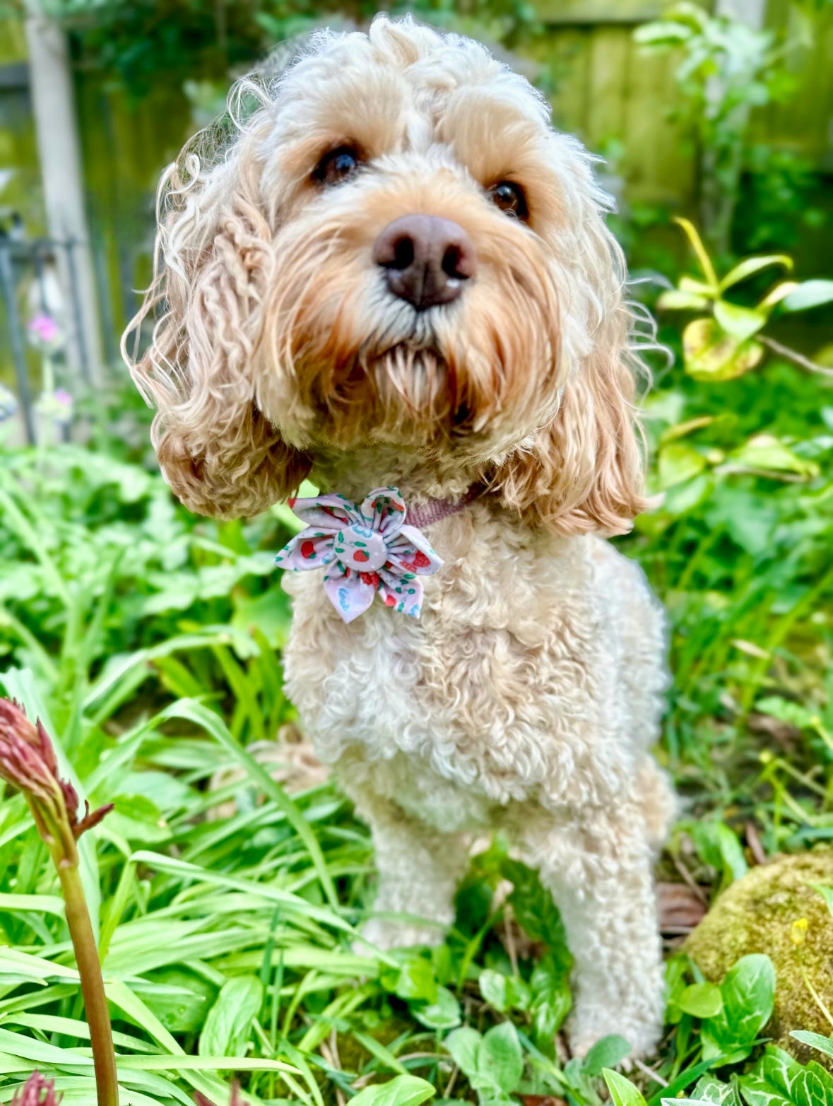 Sunshine & Sniffs Strawberry Collar Flower