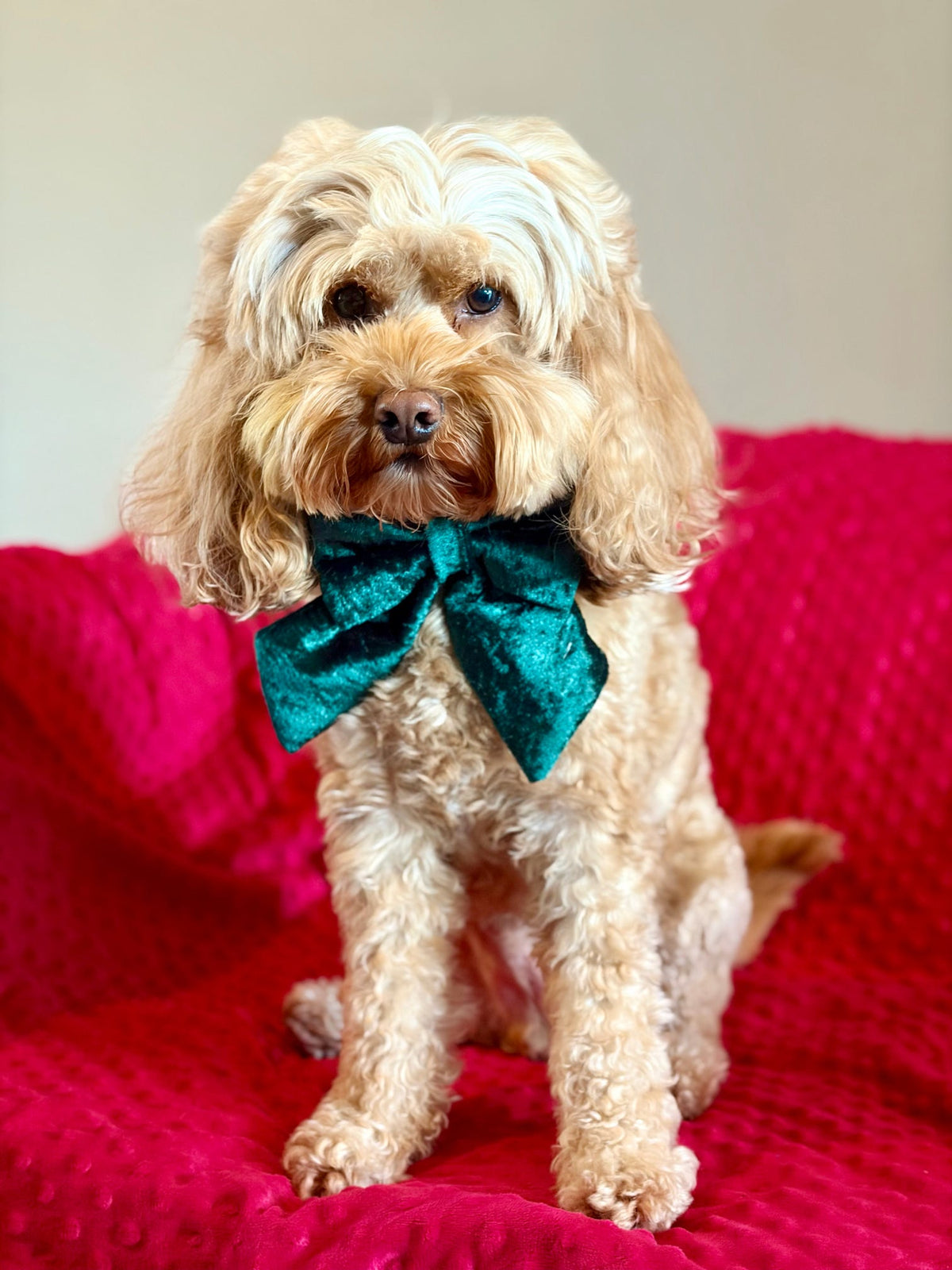 Social Season - Emerald Green Crushed Velvet Sailor Bow