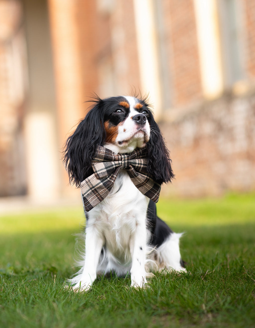 Heritage Hound Sailor Bow - Brown Plaid