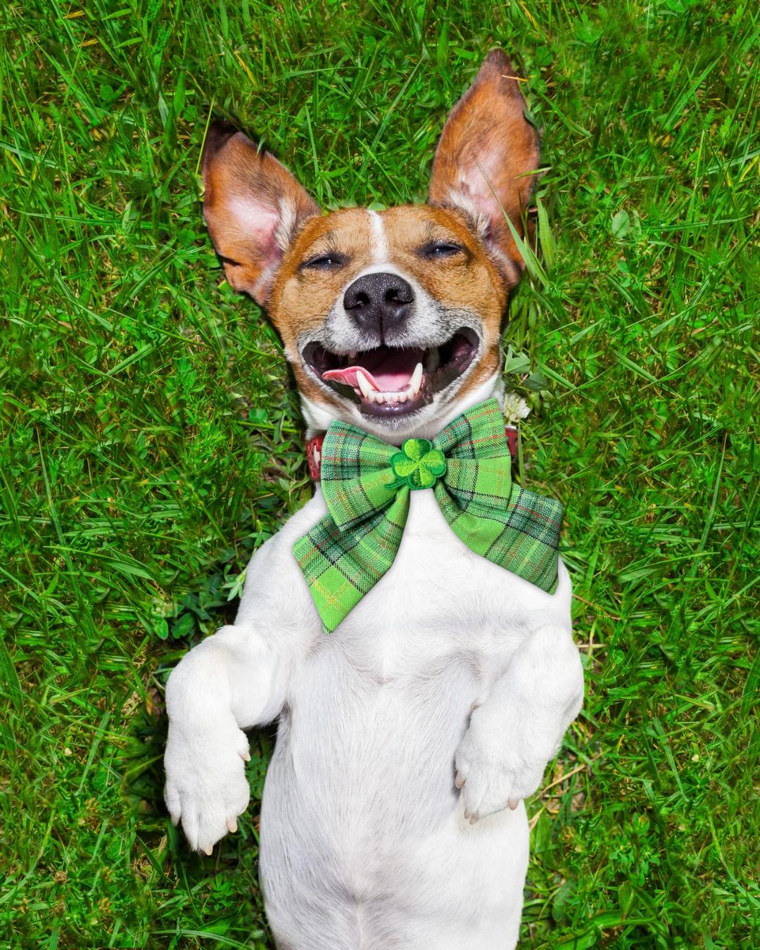 Heritage Hound St Patrick’s Day Sailor Bow