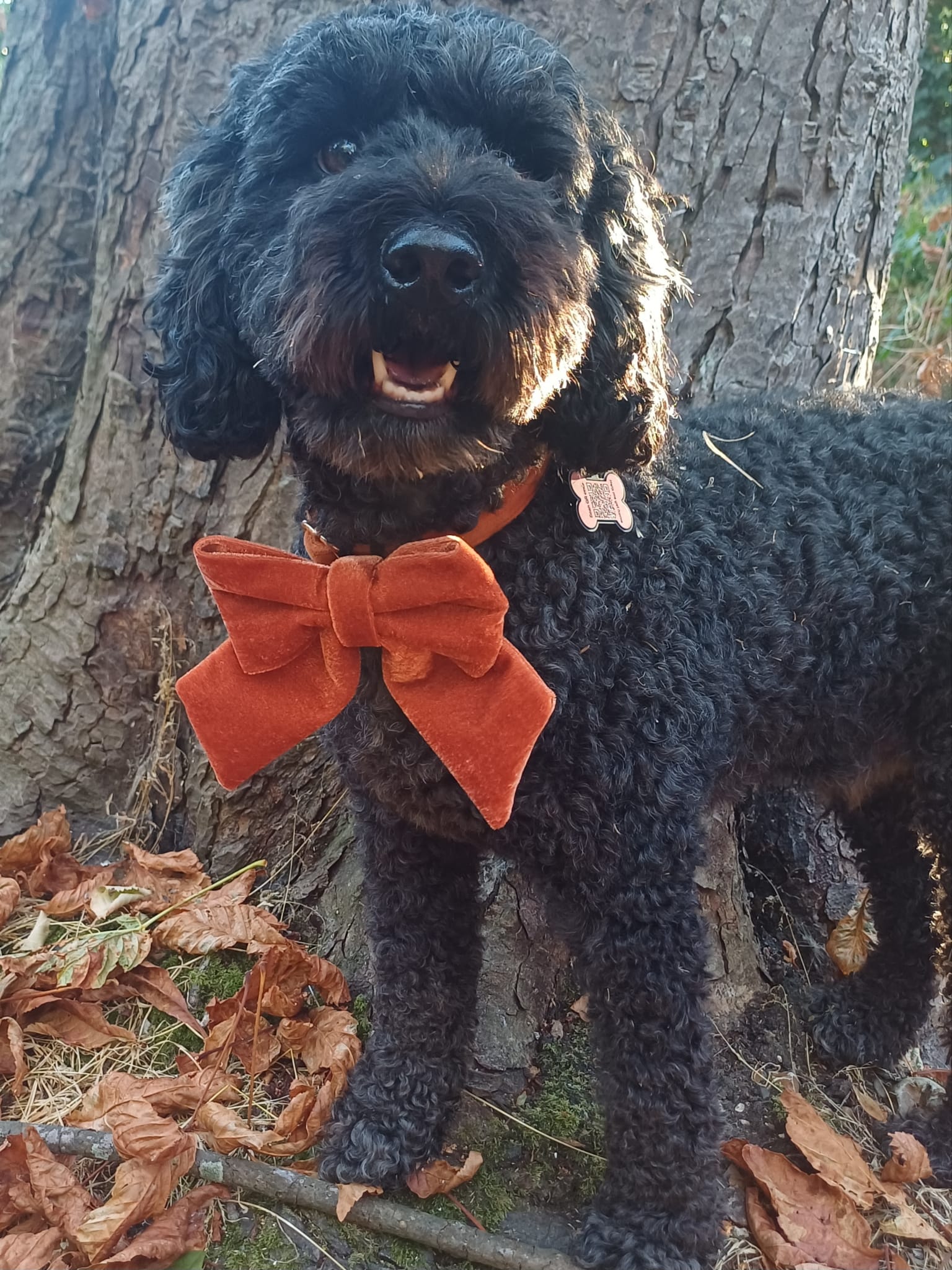 Social Season - Luxe Rust Velvet Sailor Bow