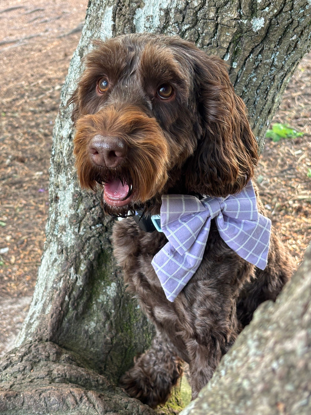 Lilac Lines Dog Sailor Bow