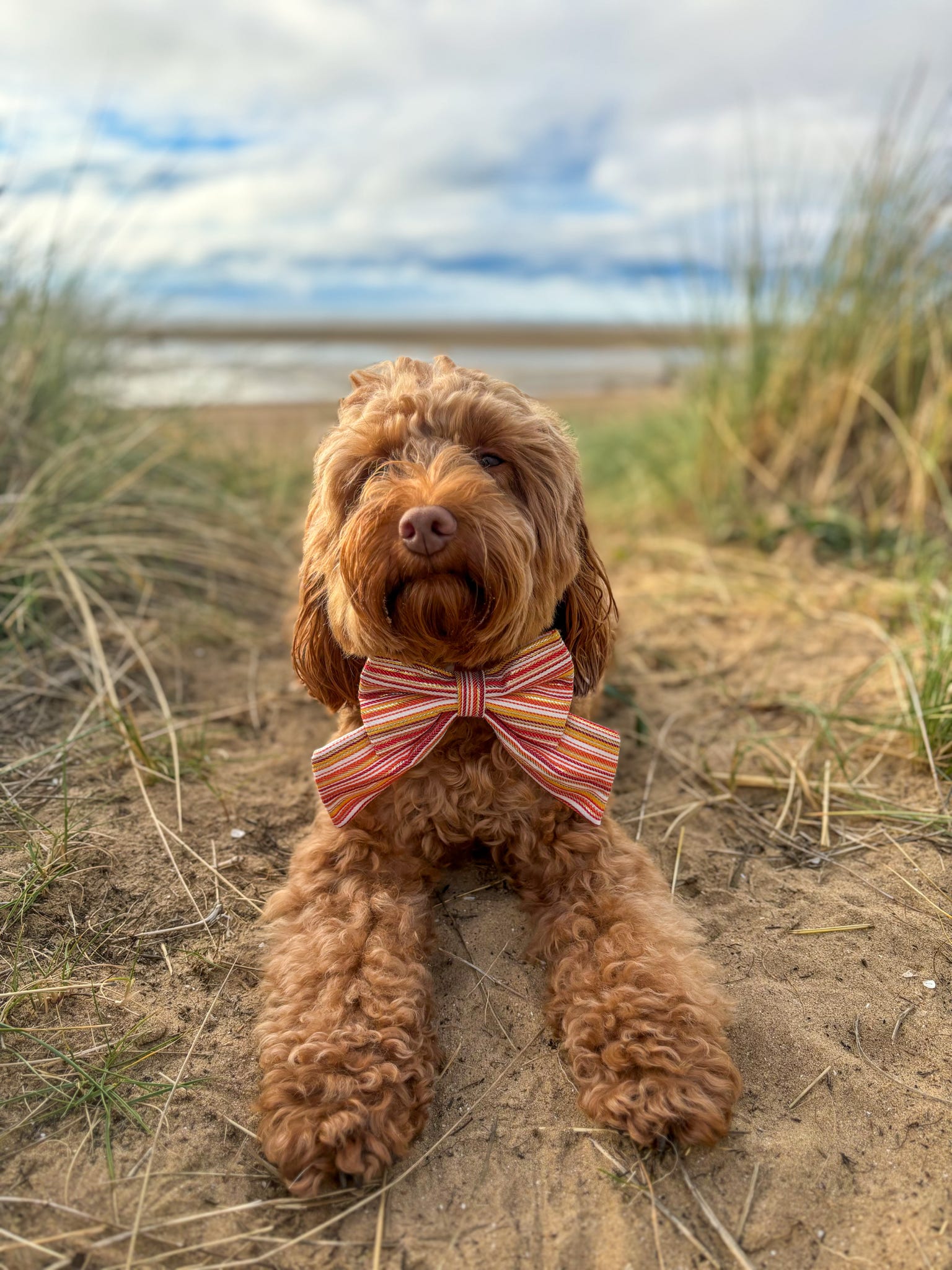 Sunset Strip Dog Sailor Bow
