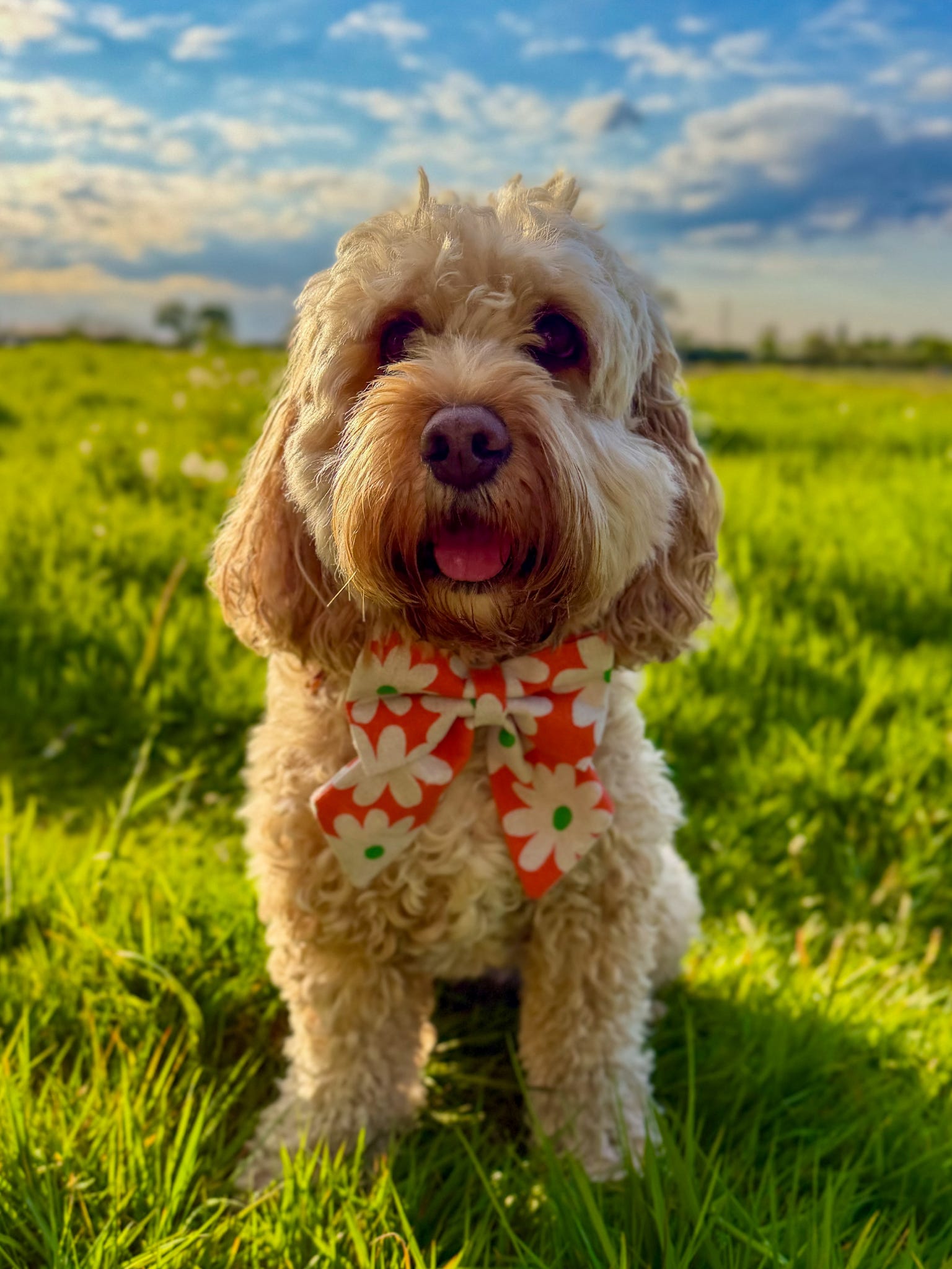 Linen Dog Sailor Bow - Orange Daisy