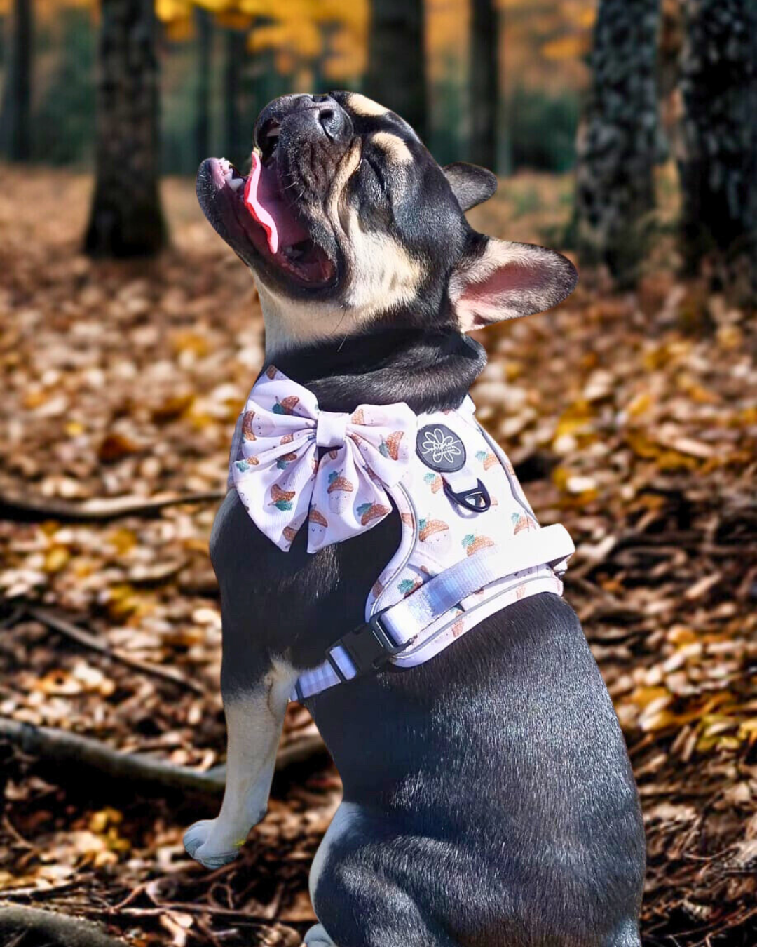 Nutty, by Nature! - Ready To Roam Harness