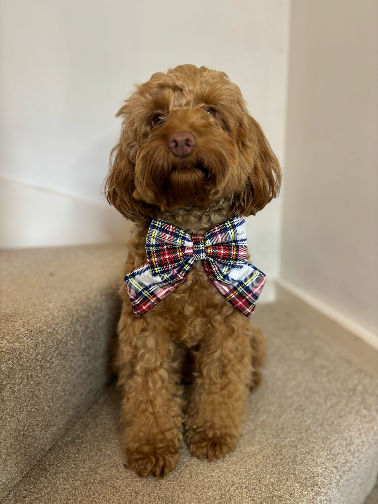 Heritage Hound Sailor Bow - Winter White