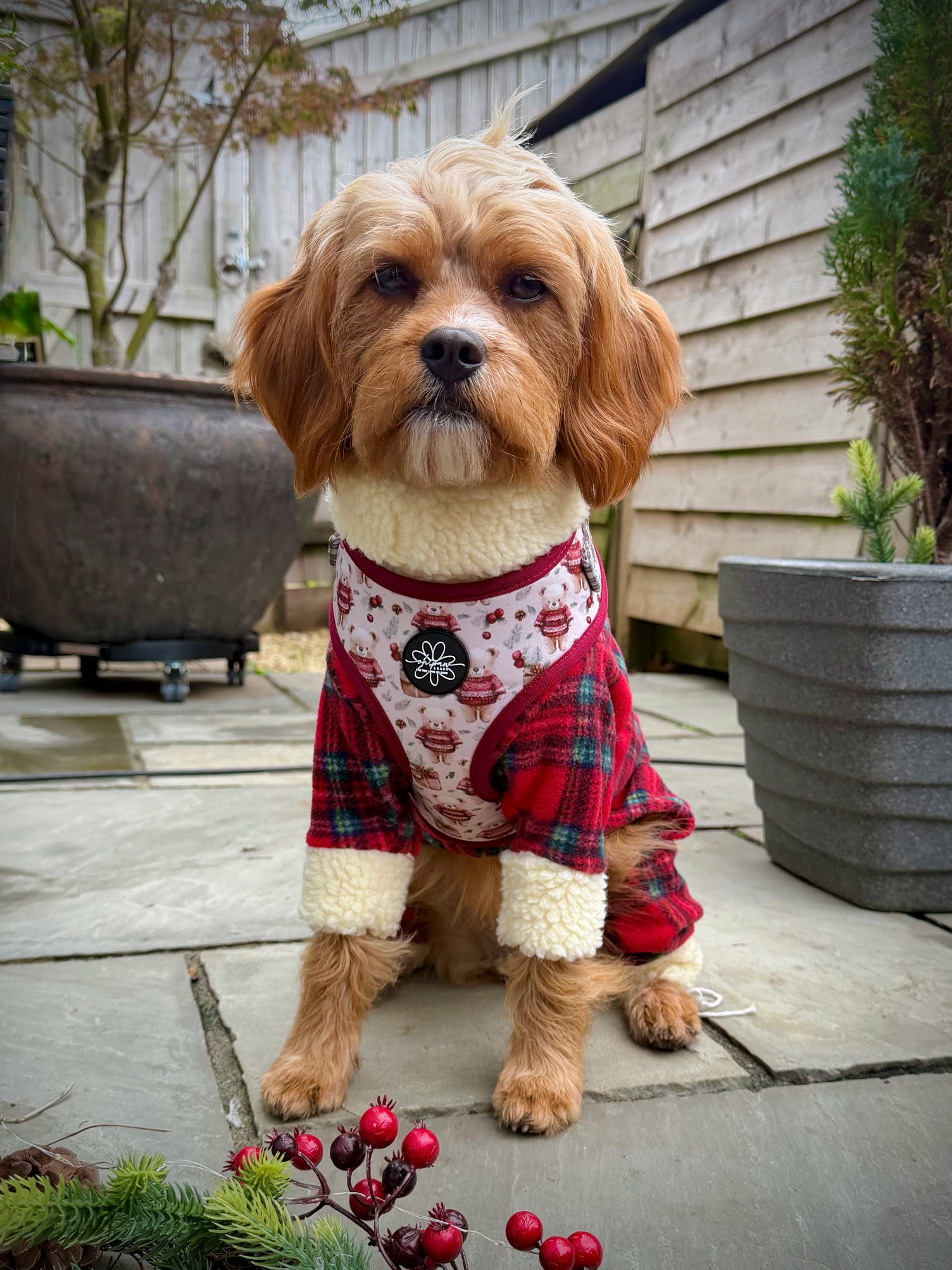 Jingle Bears - Adjustable Harness