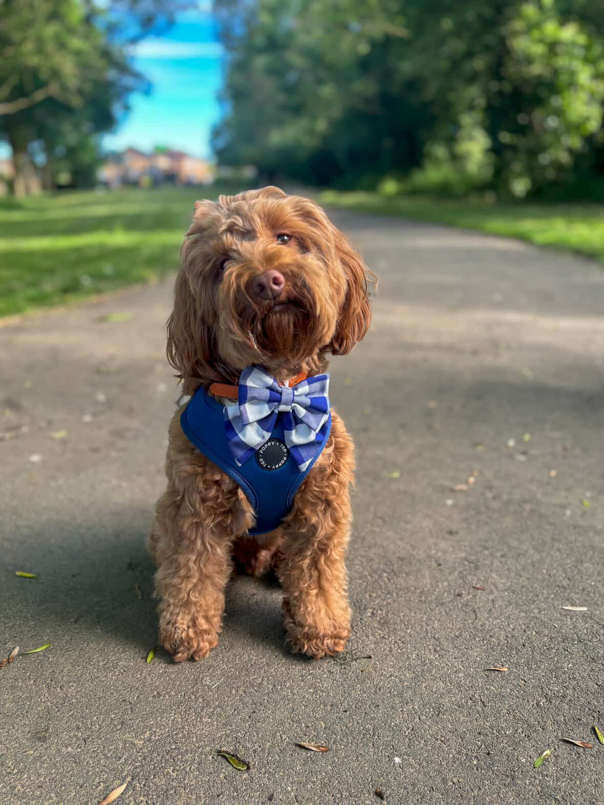 Little Rambler Bow - Harbour Gingham