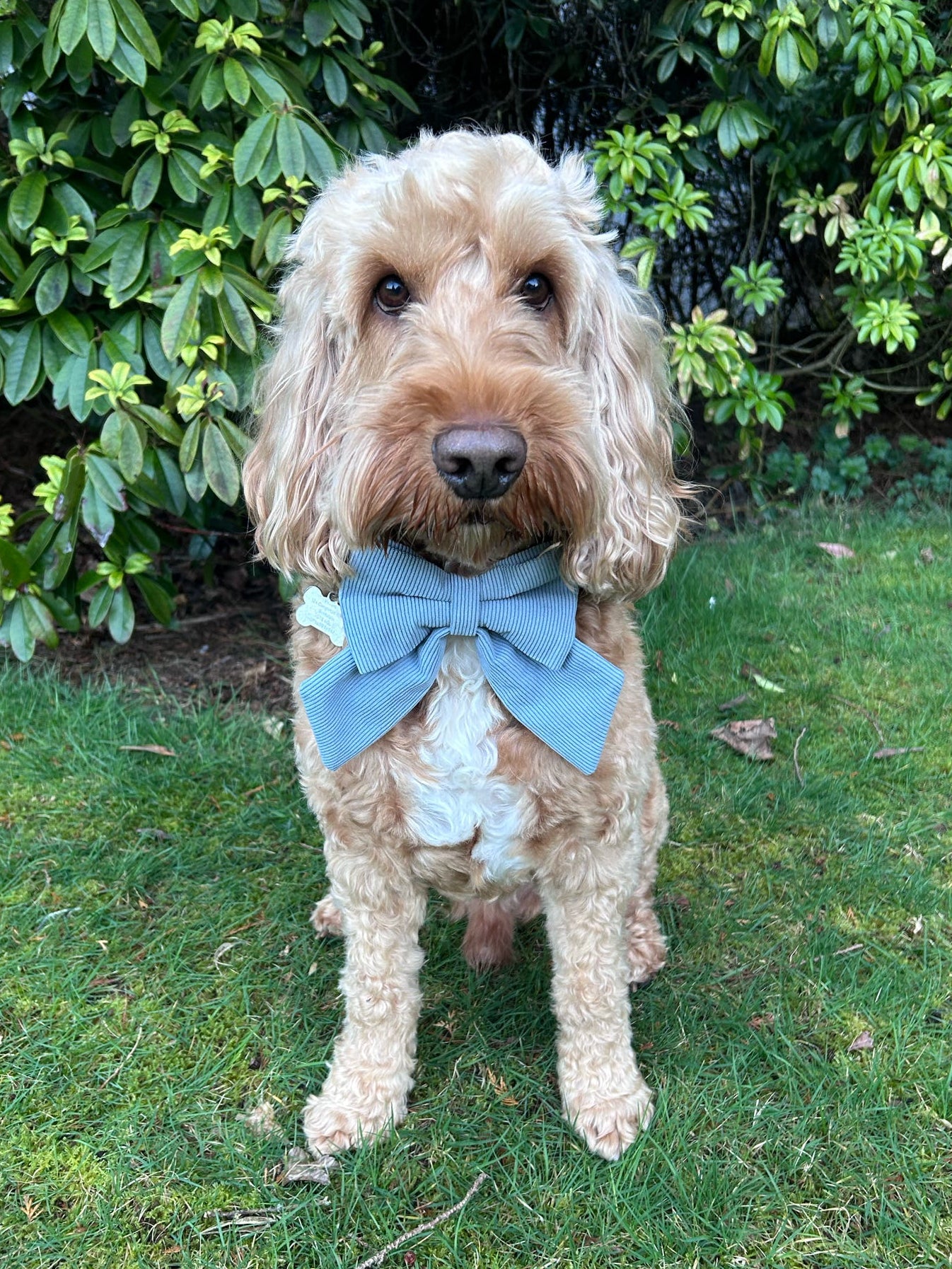 Powder Blue Corduroy Sailor Bow