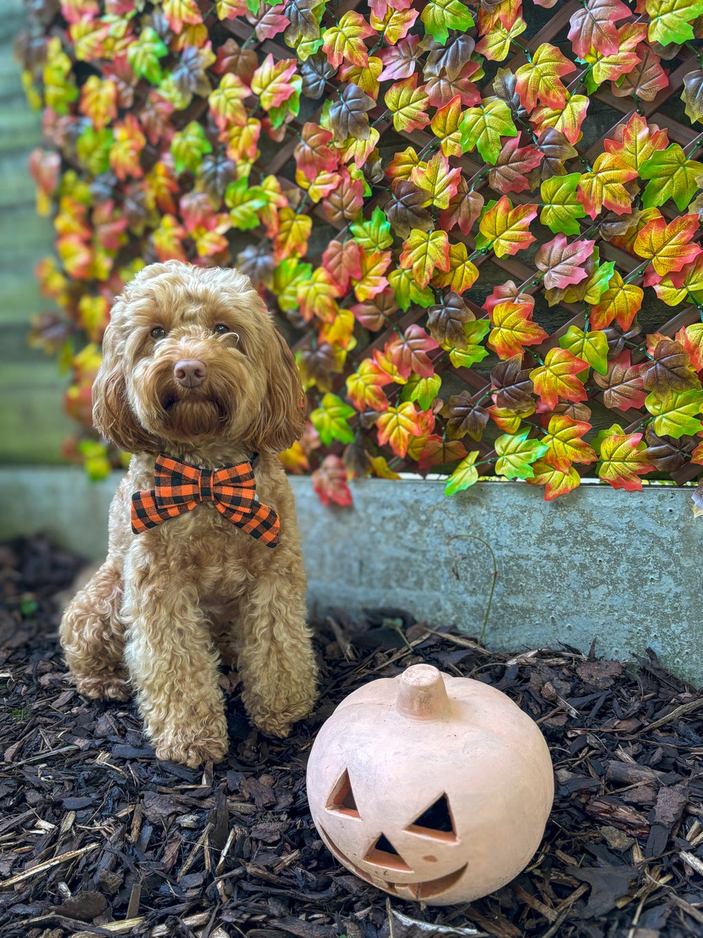 *RESTOCK COMING SOON* Heritage Hound Sailor Bow - Orange Check