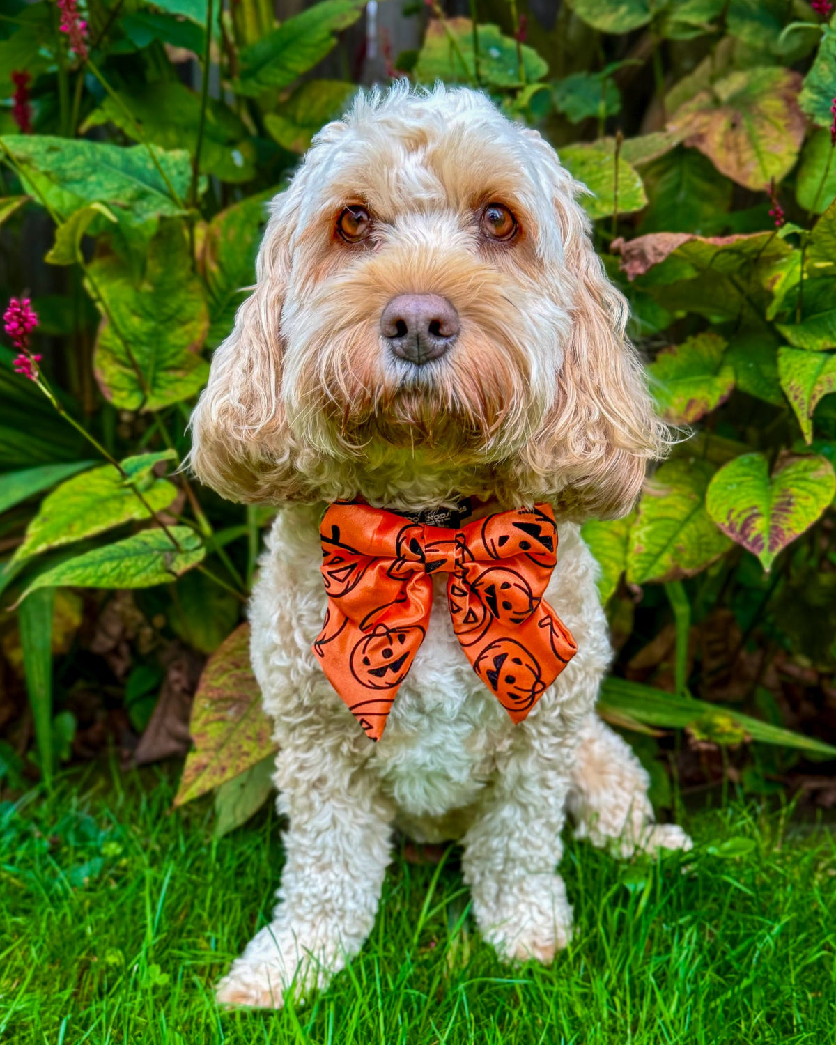 Midnight + Mischief - Pumpkin Spice Sailor Bow
