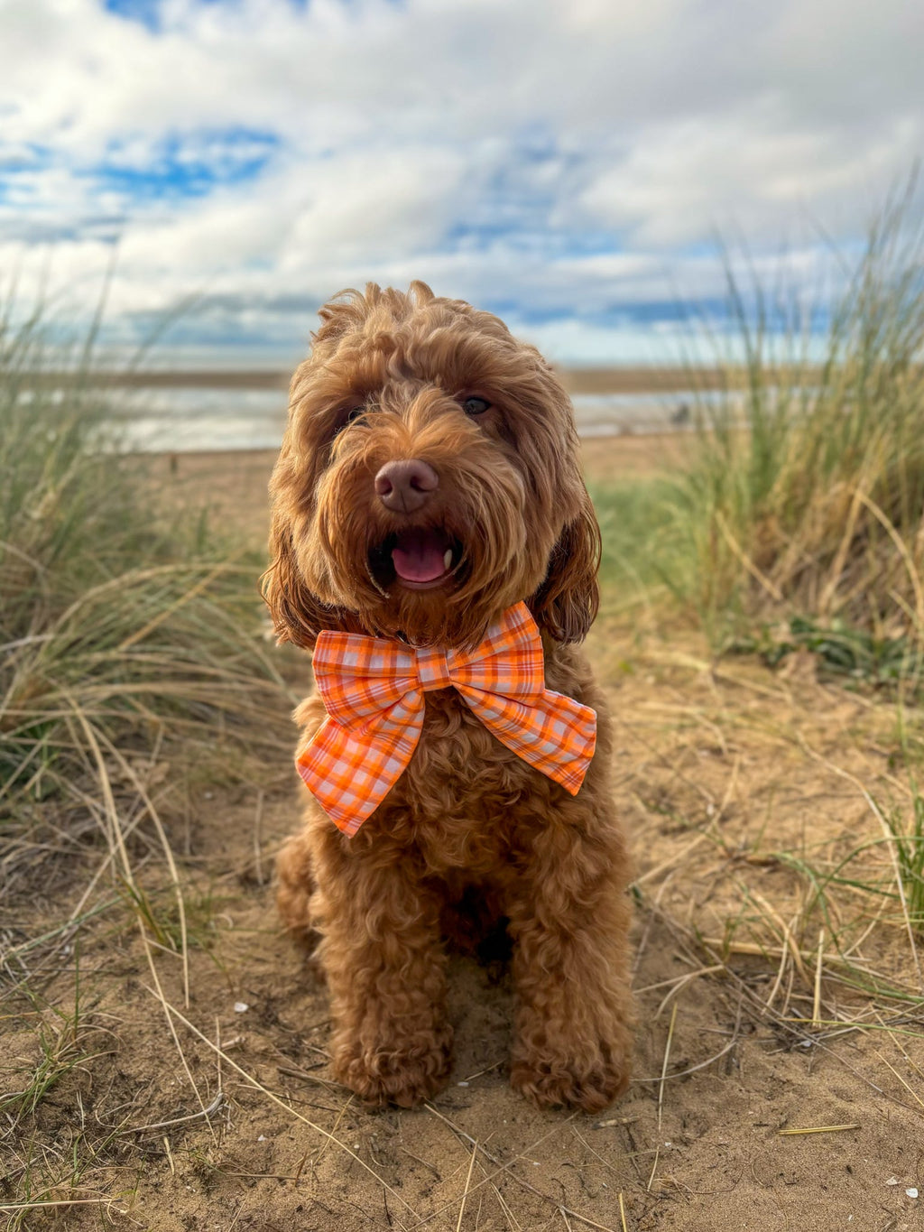 Orange Gingham Dog Sailor Bow