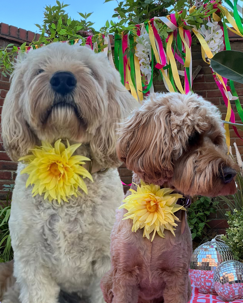 Born to Be Wild - Collar Flower Yellow - (Limited Edition)