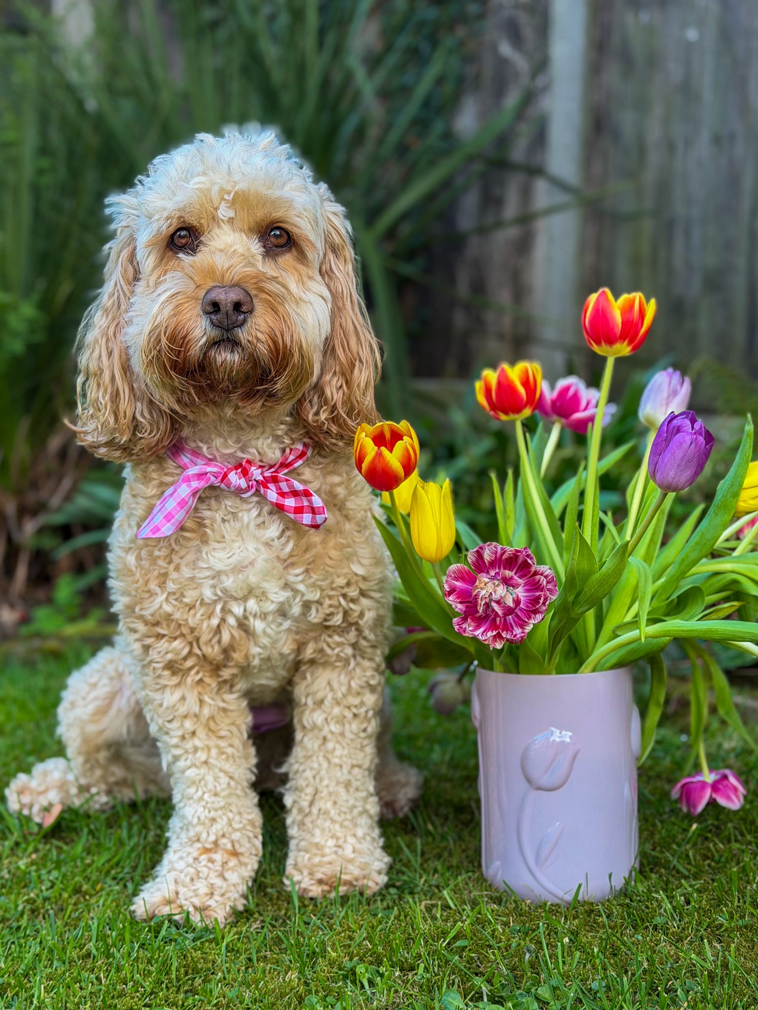 Picnic Pals - Reversible Gingham Dog Neckerchief - Pink & Red