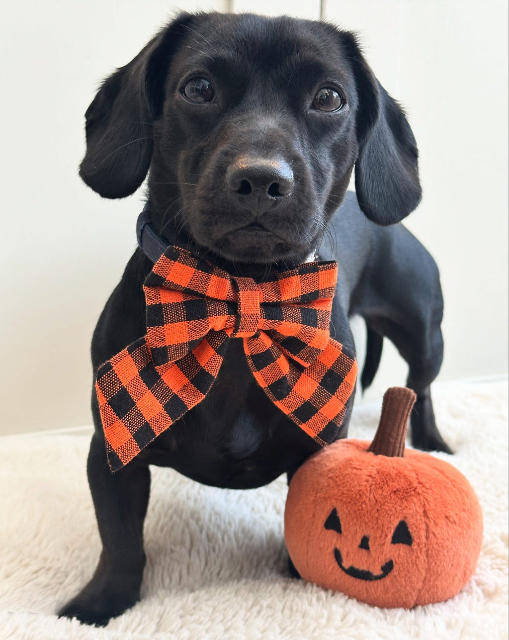 *RESTOCK COMING SOON* Heritage Hound Sailor Bow - Orange Check