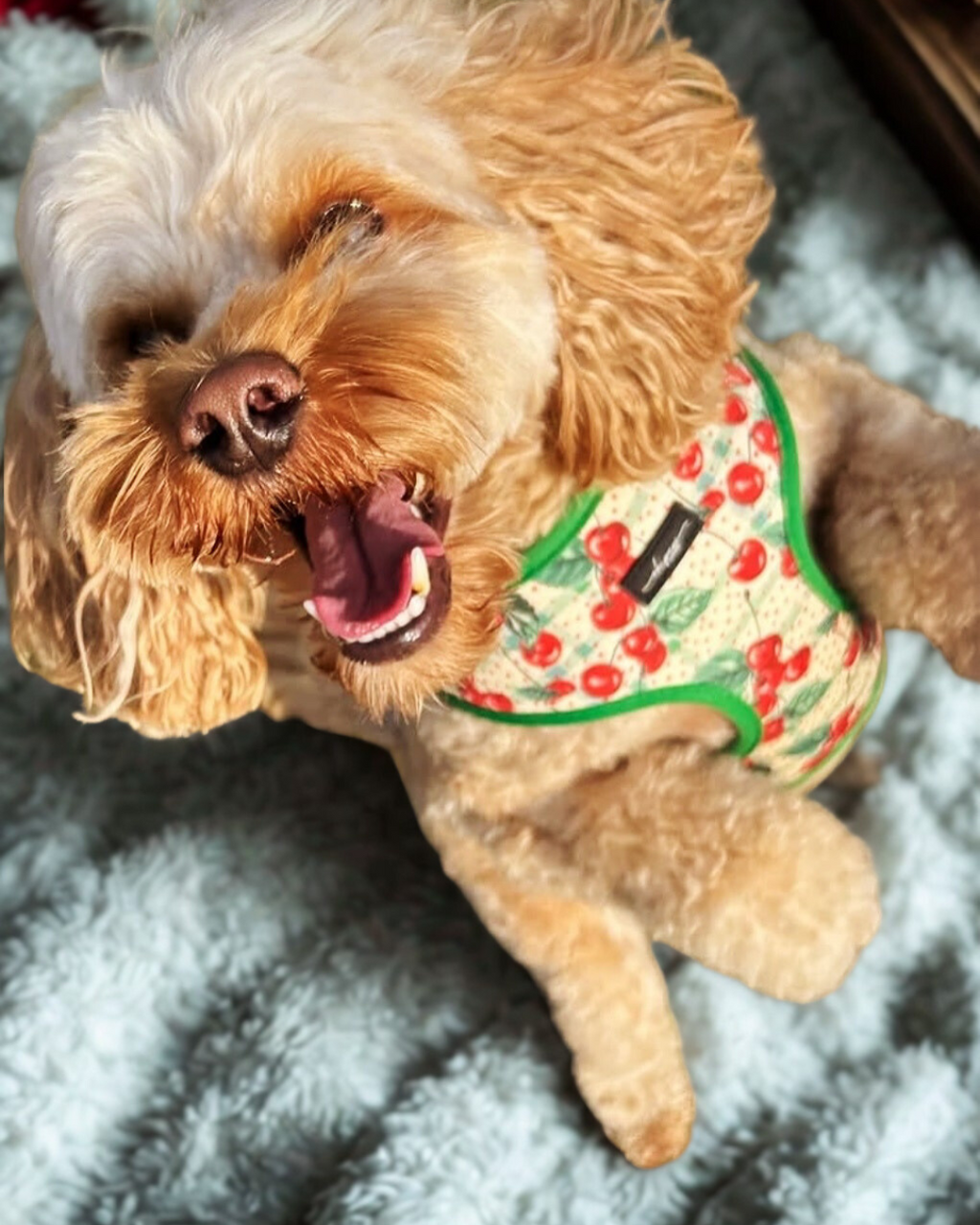 Cherry Christmas Adjustable Neck Harness