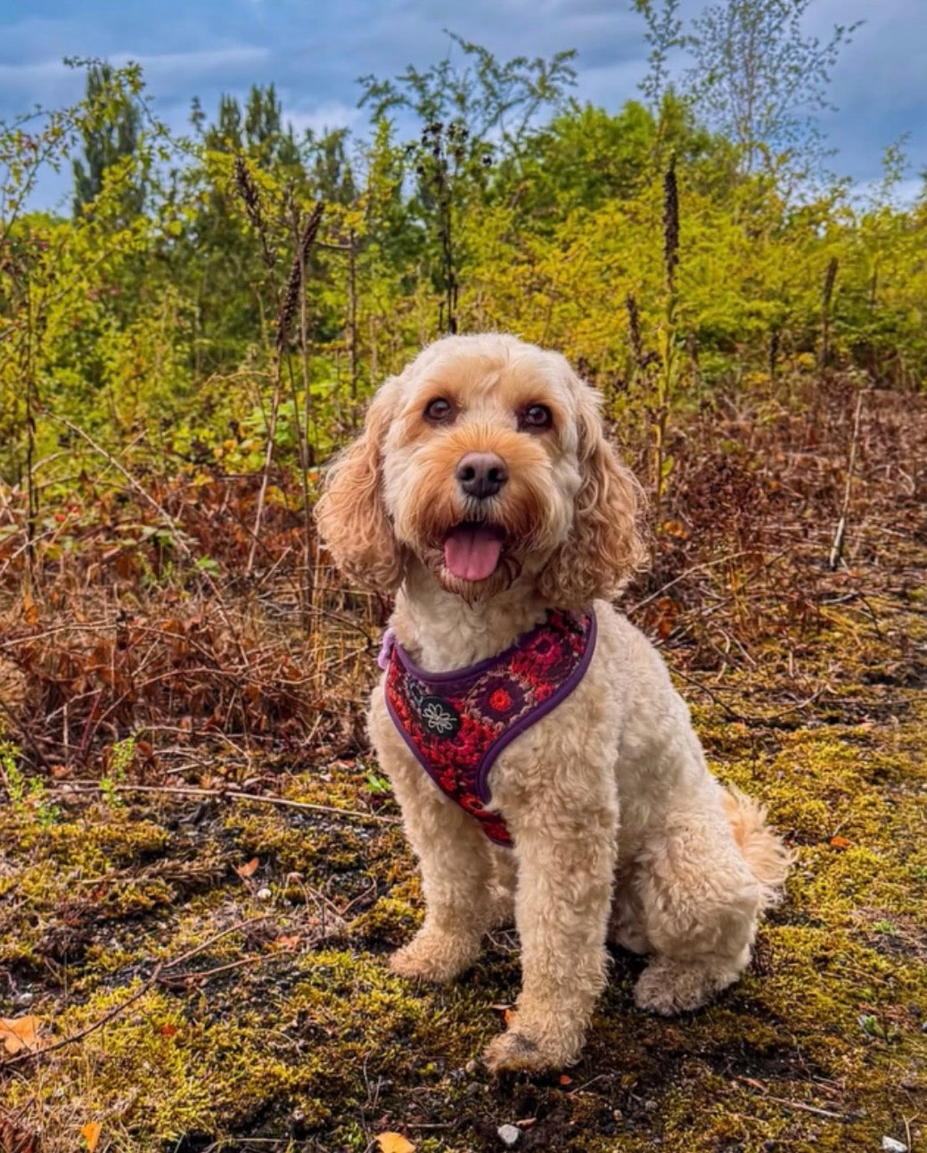 Pawberry Patch - Adjustable Harness