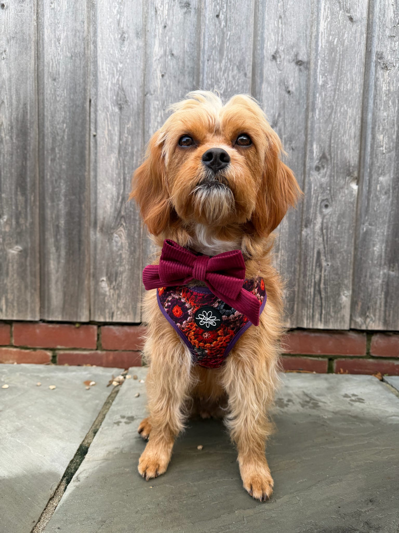 Pawberry Patch - Adjustable Harness