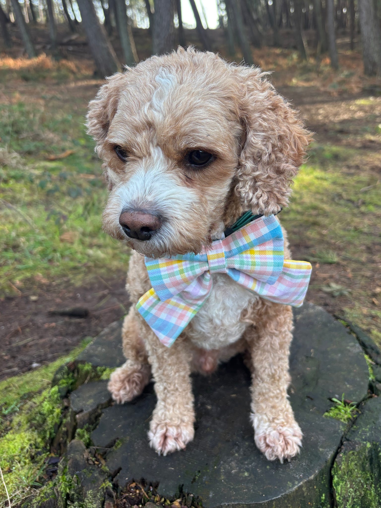 Heritage Hound - Pastel Plaid Sailor Bow