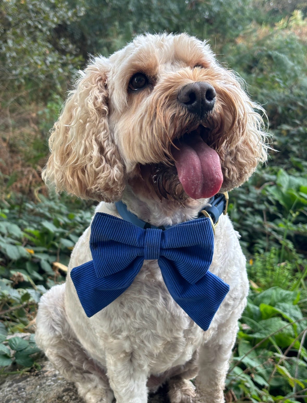 Cord & Co. - Deep Blue Sailor Bow