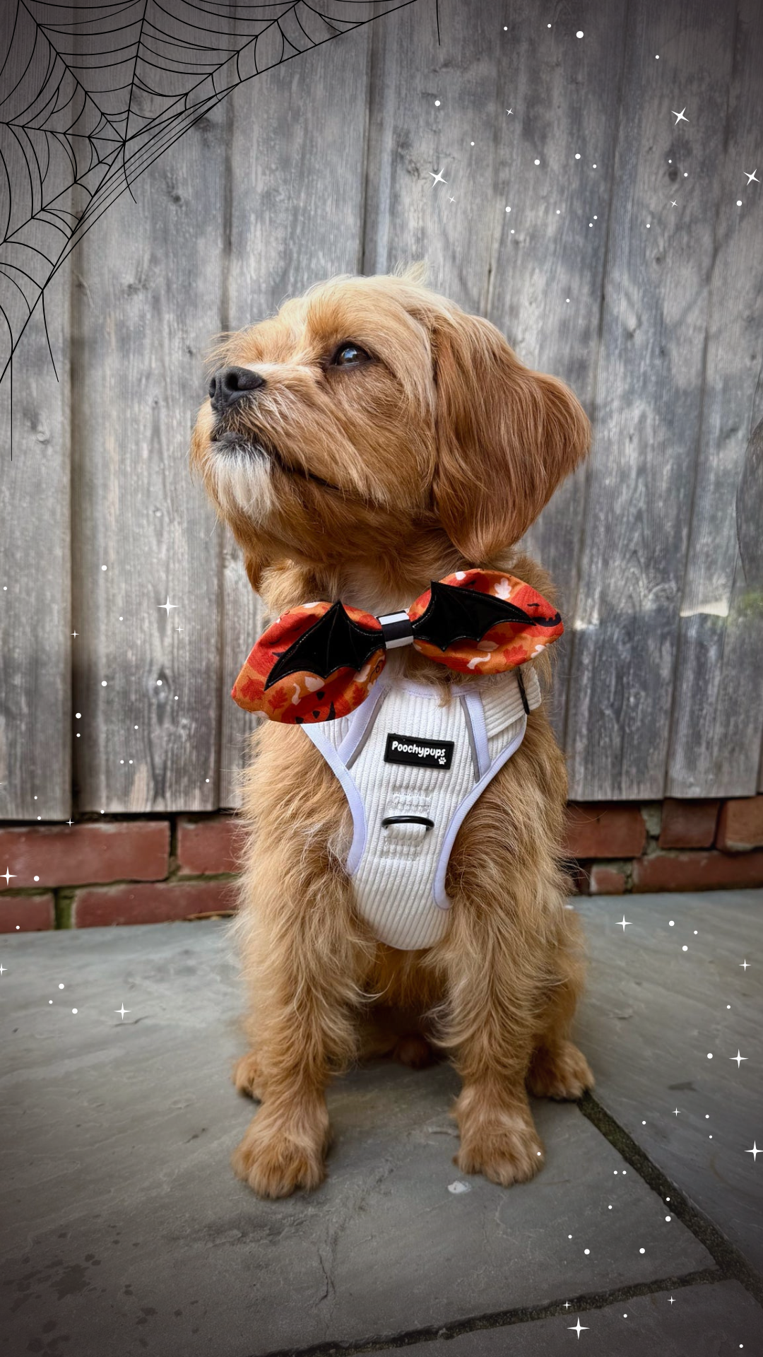 Pumpkin Patch Oversized Bat Wing Bow