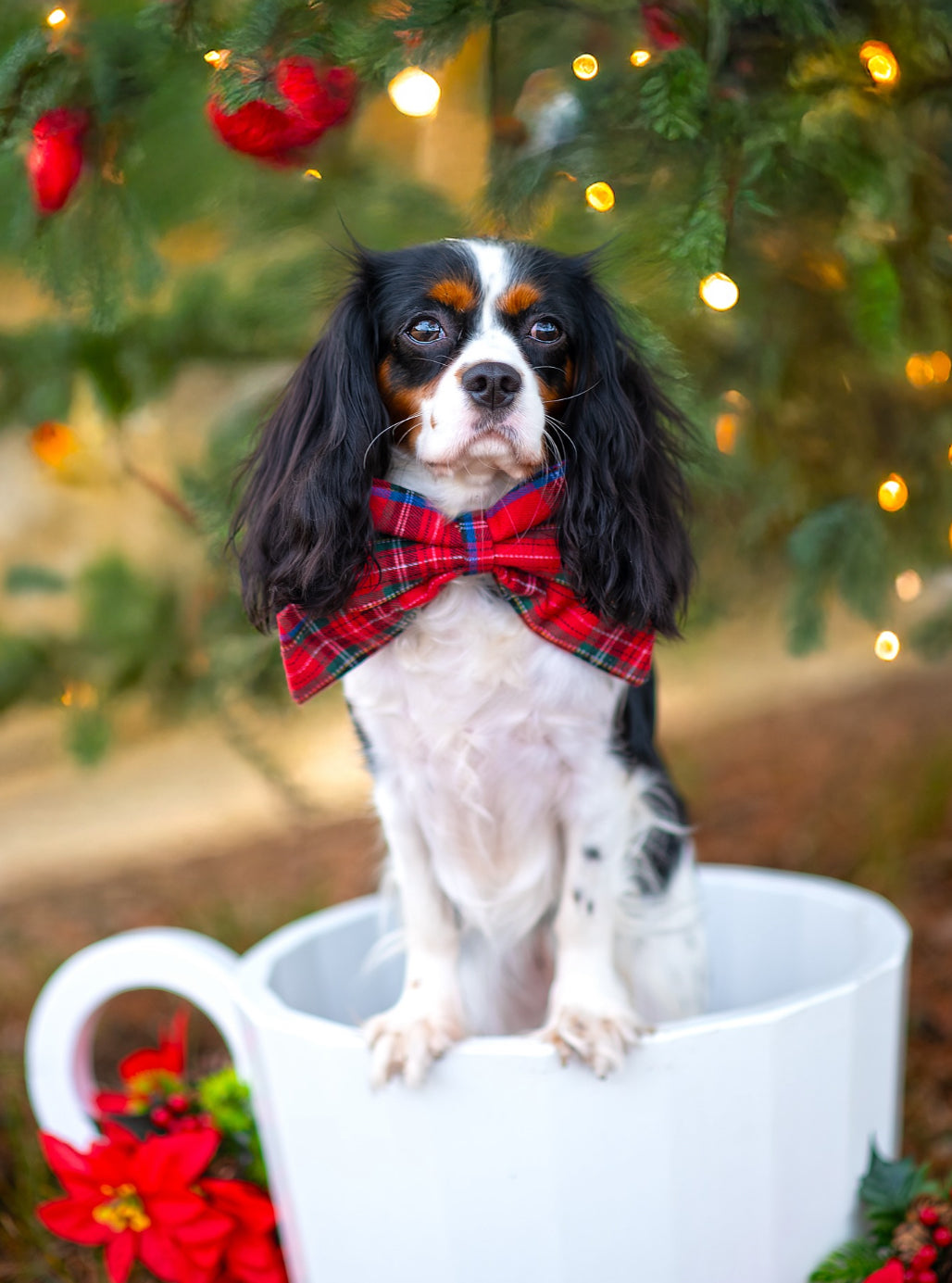 Heritage Hound Sailor Bow - Festive Red