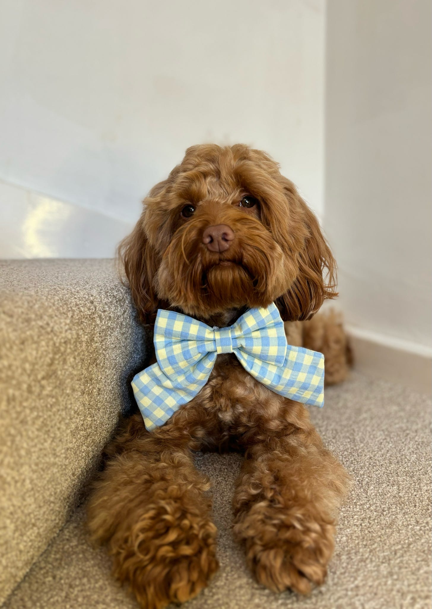 Heritage Hound Sailor Bow - Bluebell Gingham