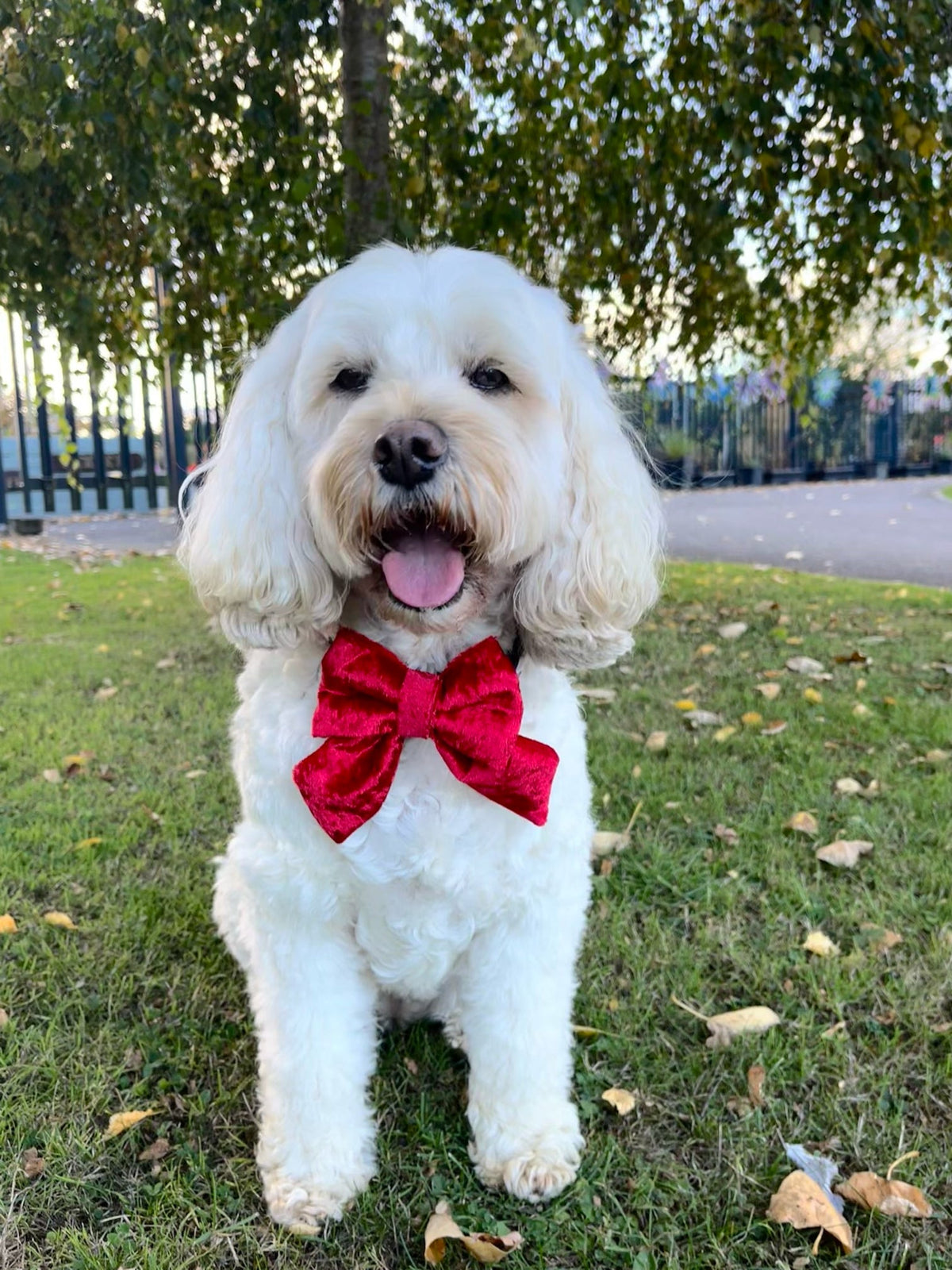 Season Season - Ruby Red Crushed Velvet Sailor Bow (Bestseller)