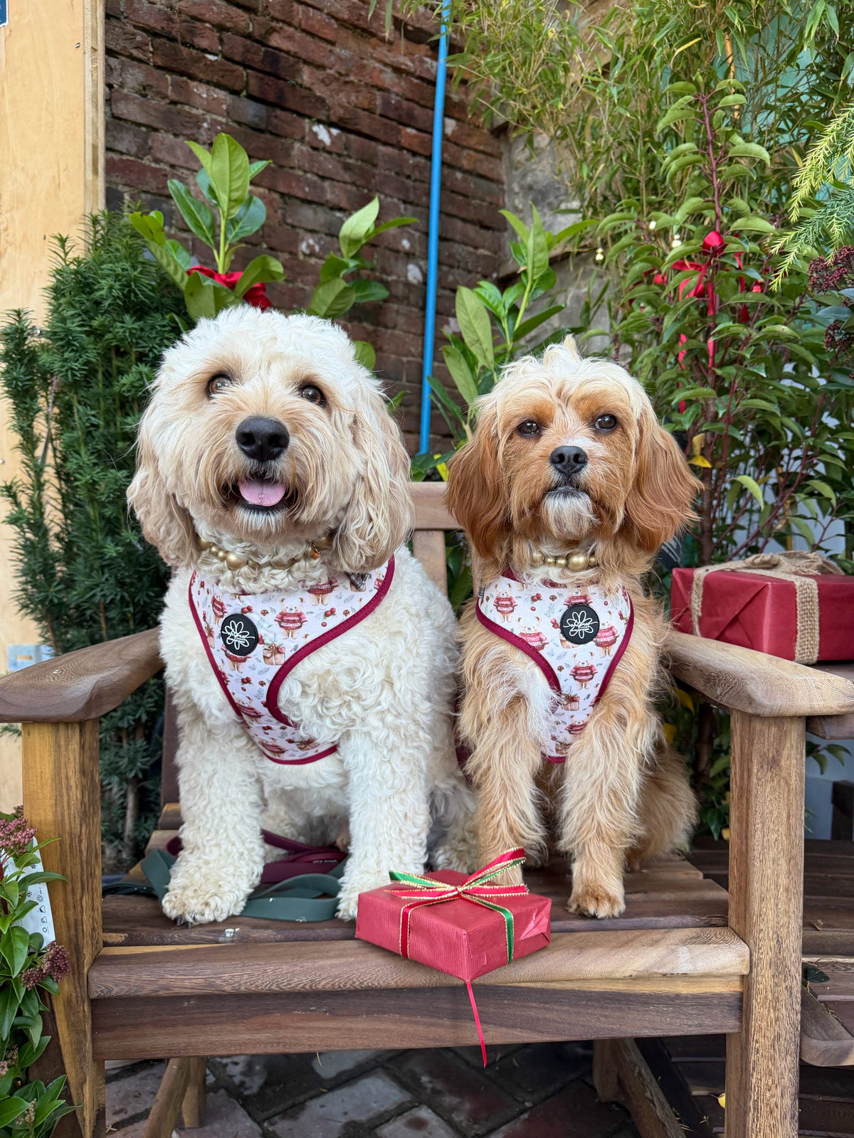 Jingle Bears - Adjustable Harness