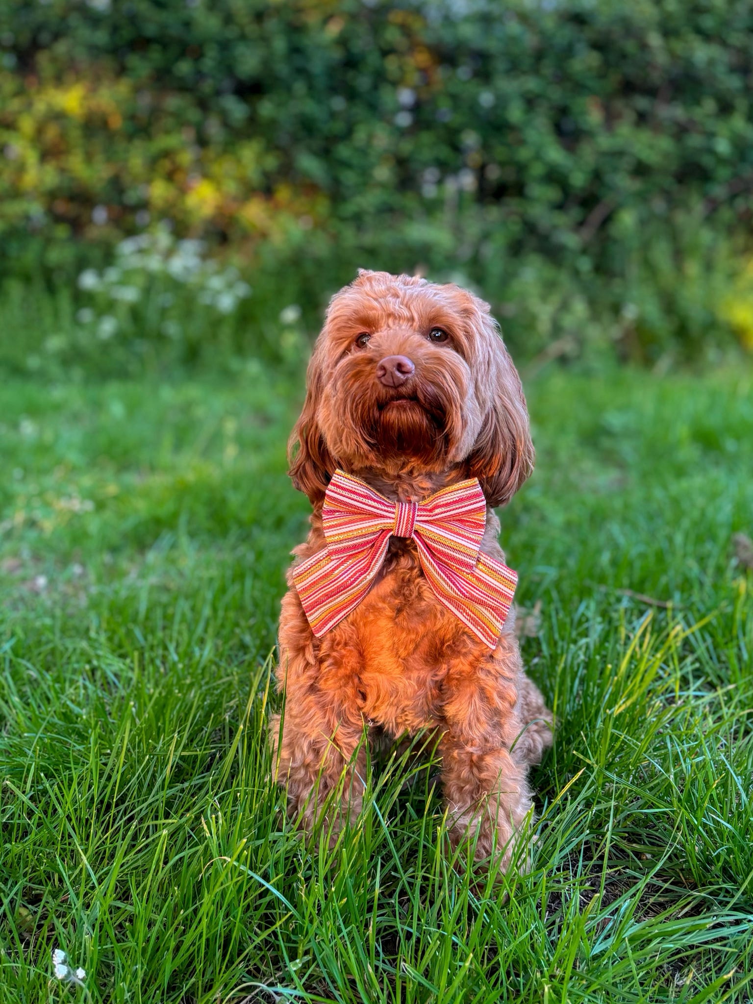 Sunset Stripe Dog Sailor Bow