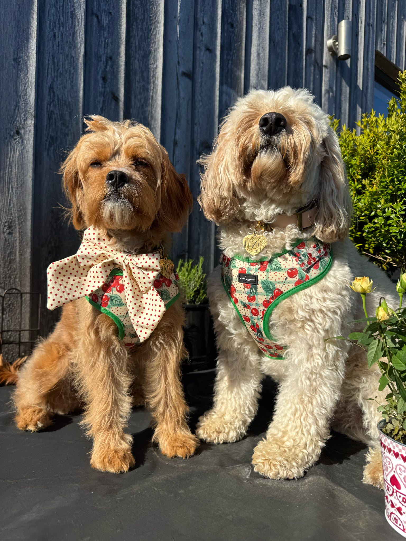 Cherry Picked Adjustable Neck Harness