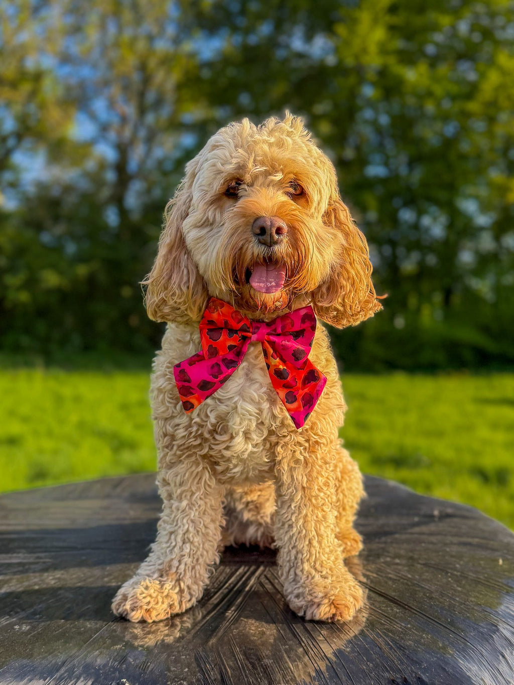 Sunset Pop Sailor Bow