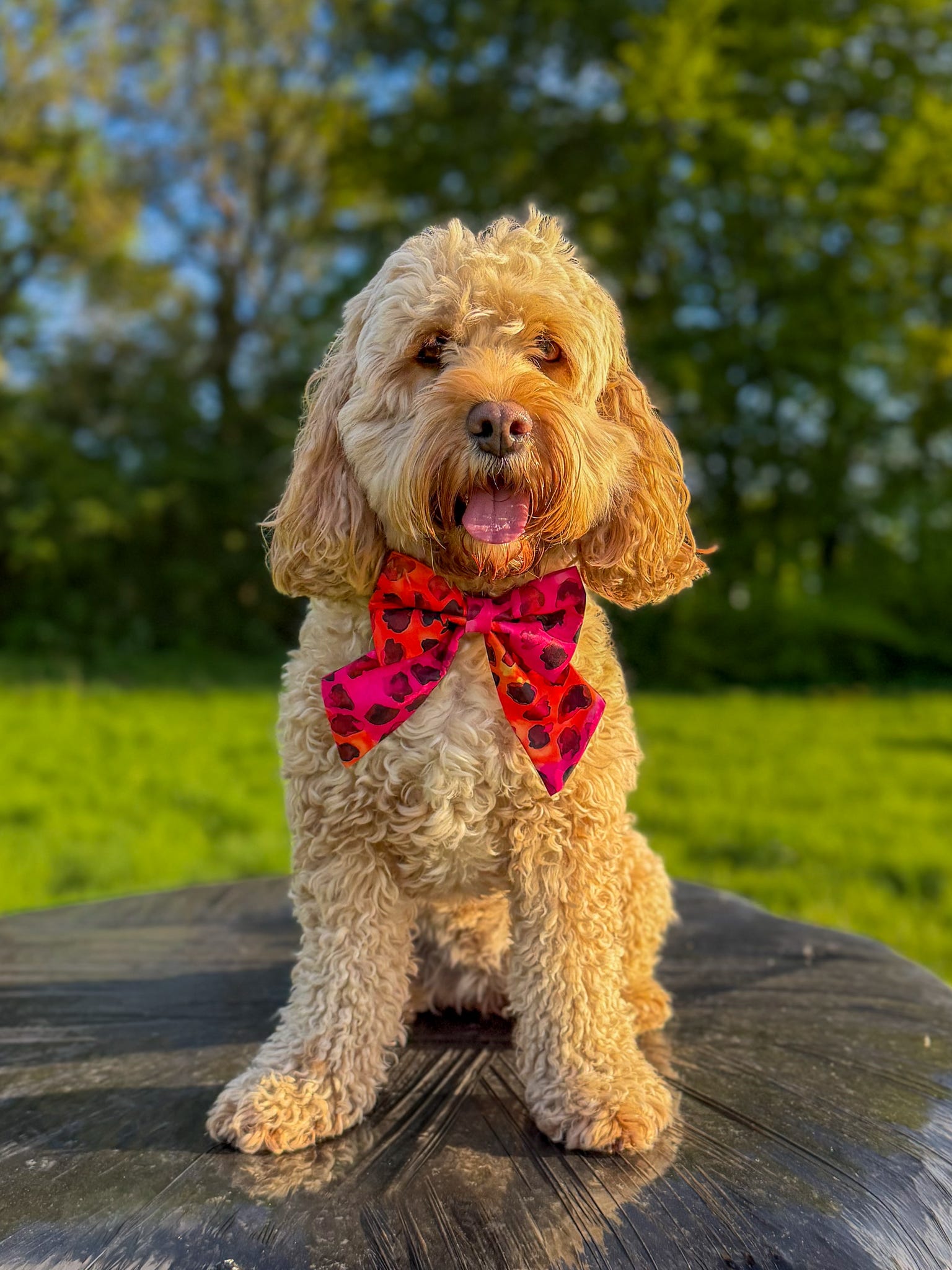 Sunset Pop Sailor Bow