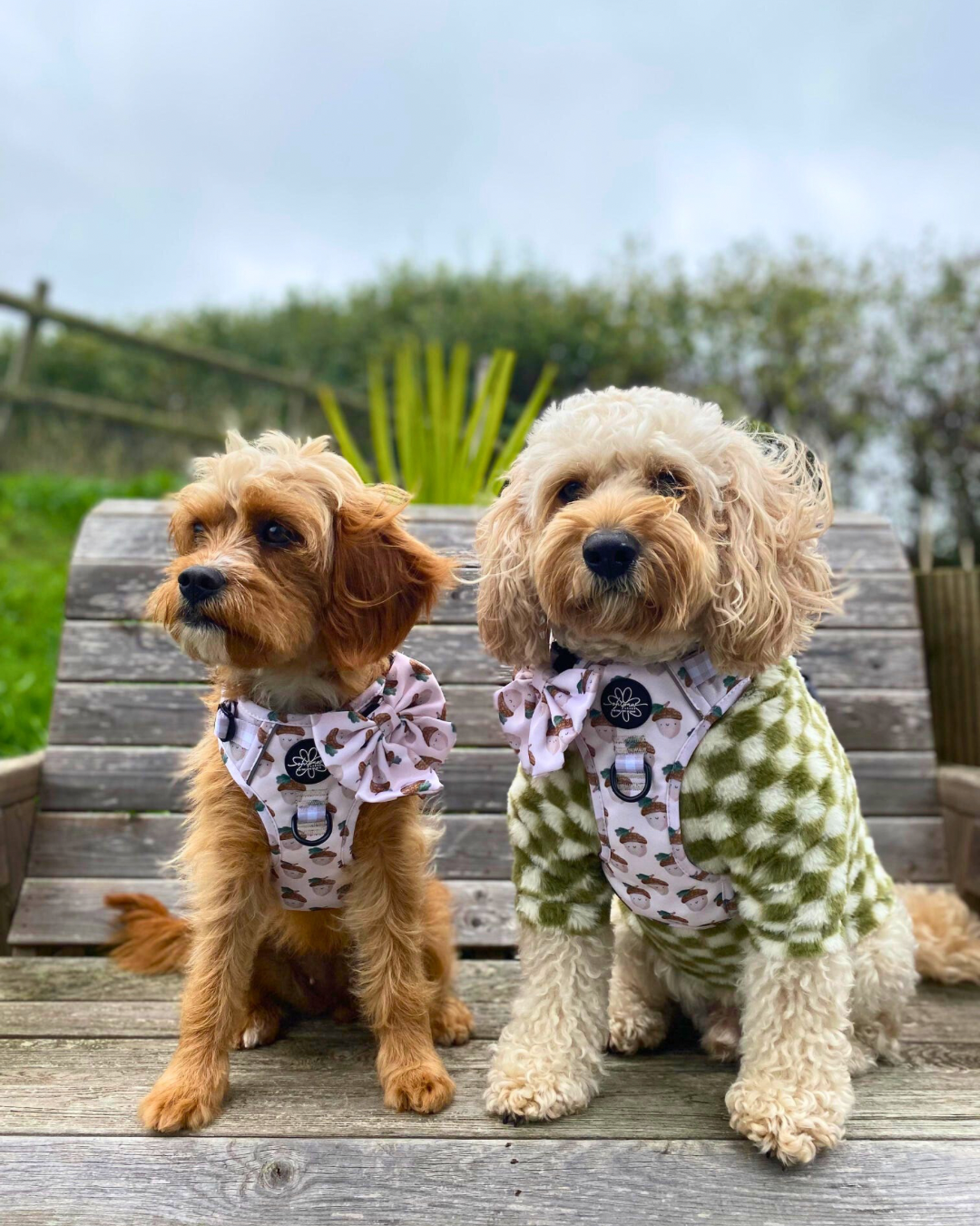 Nutty, by Nature! - Ready To Roam Harness