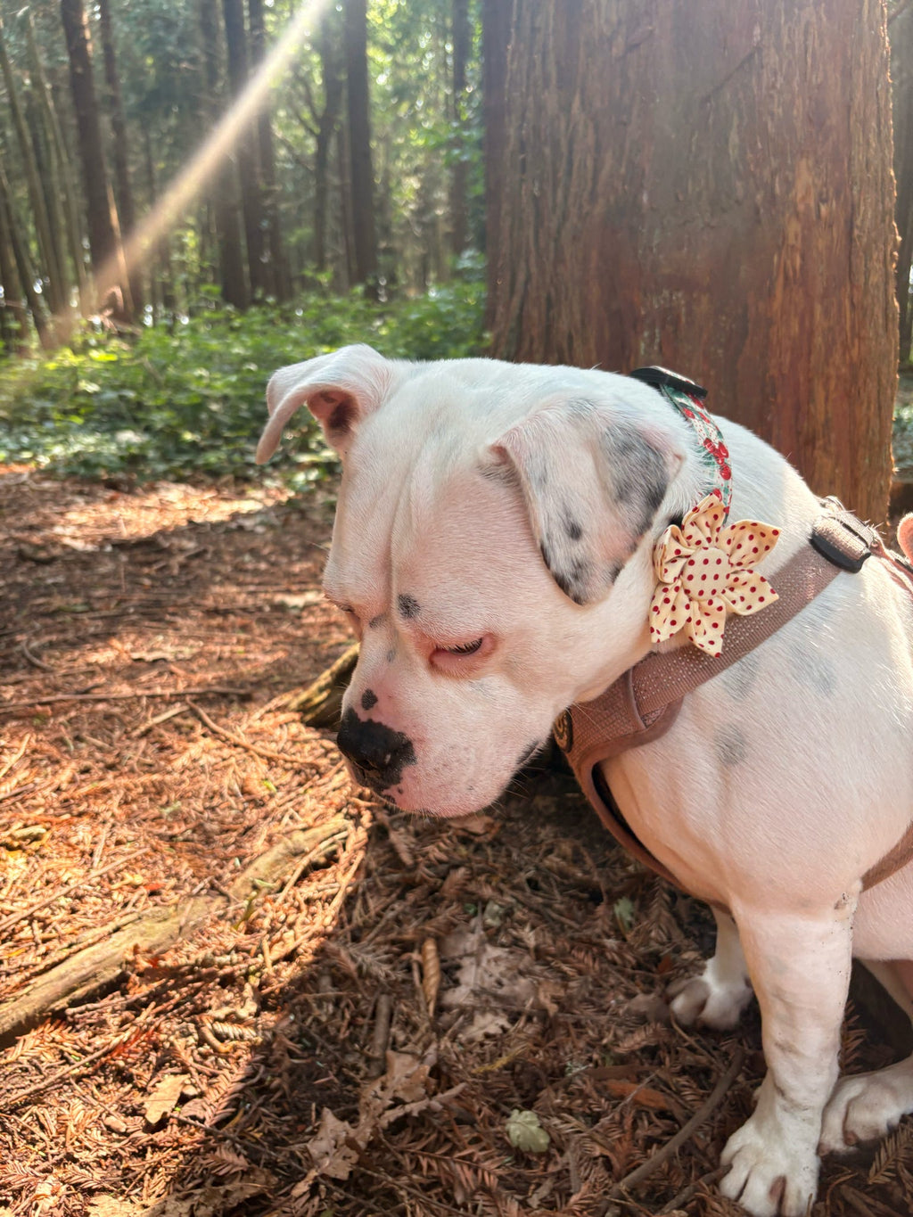 Cherry Picked Collar Flower