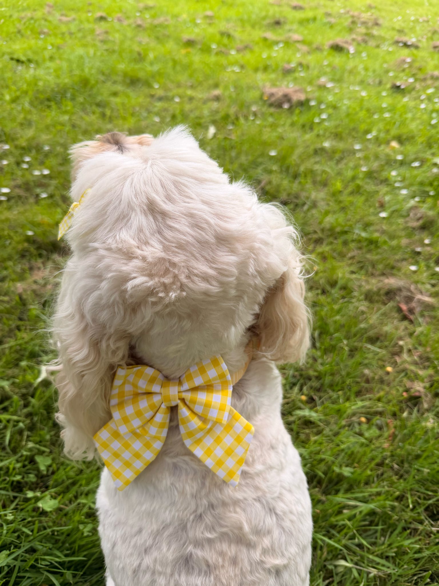 Picnic Pals - Traditional Gingham Sailor Bow Yellow