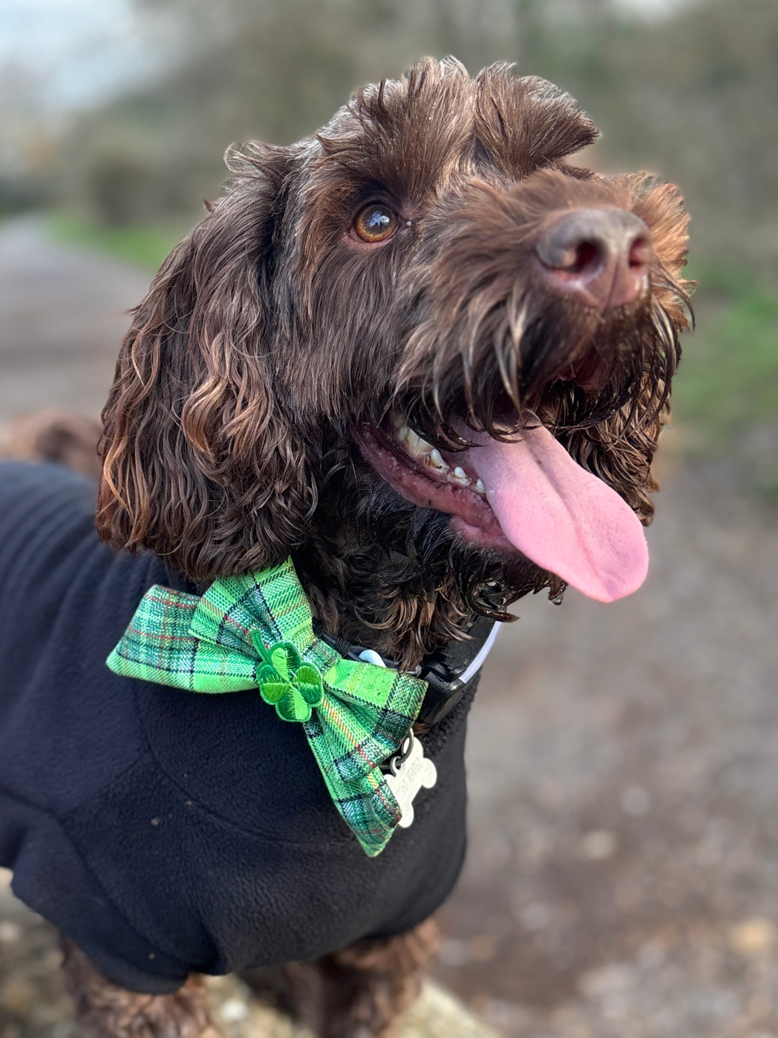 Heritage Hound St Patrick’s Day Sailor Bow