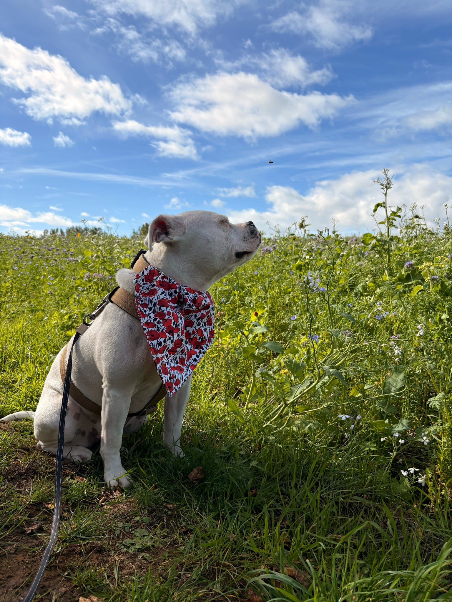 Paws for Remembrance Bandana